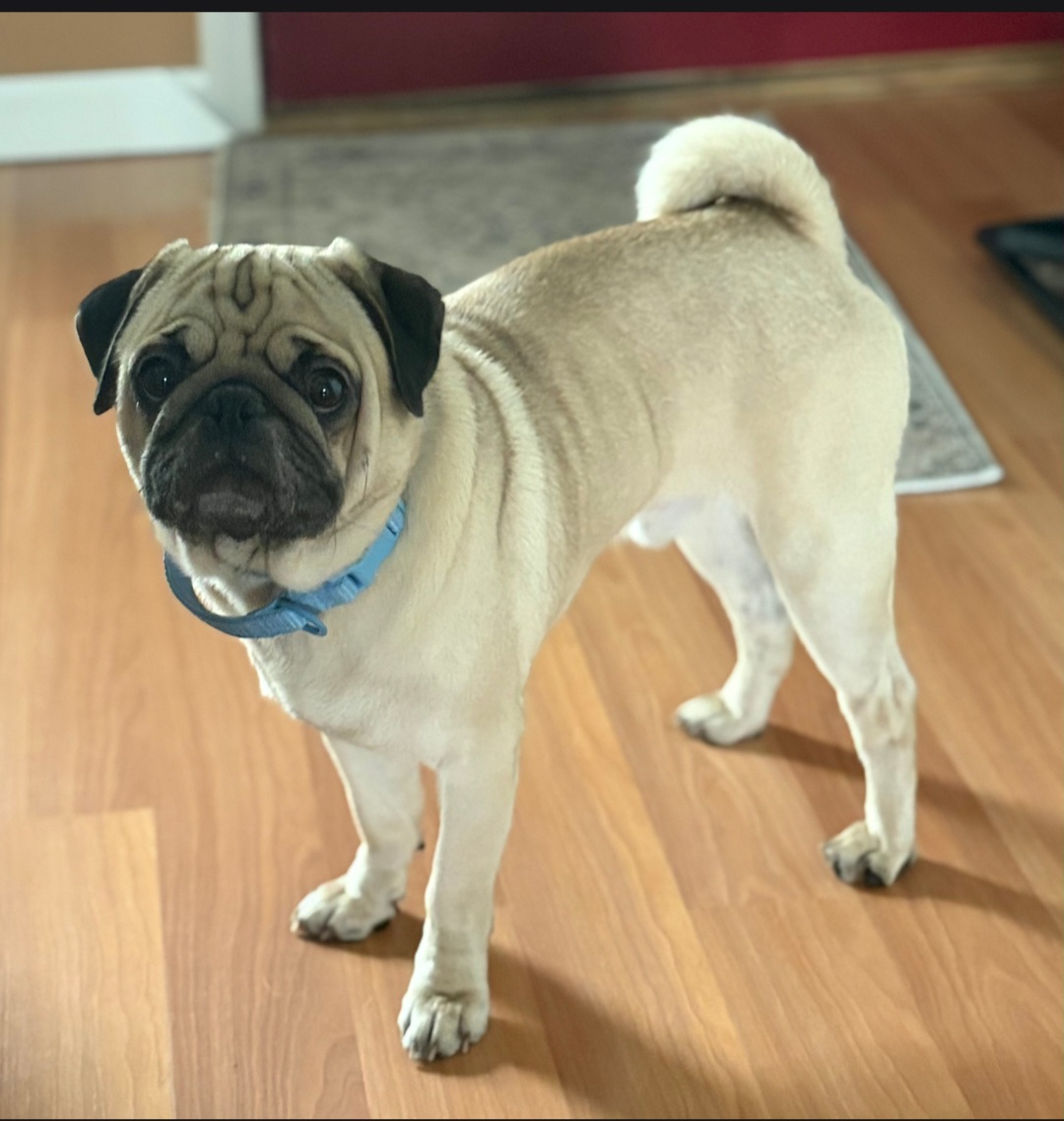 PUG