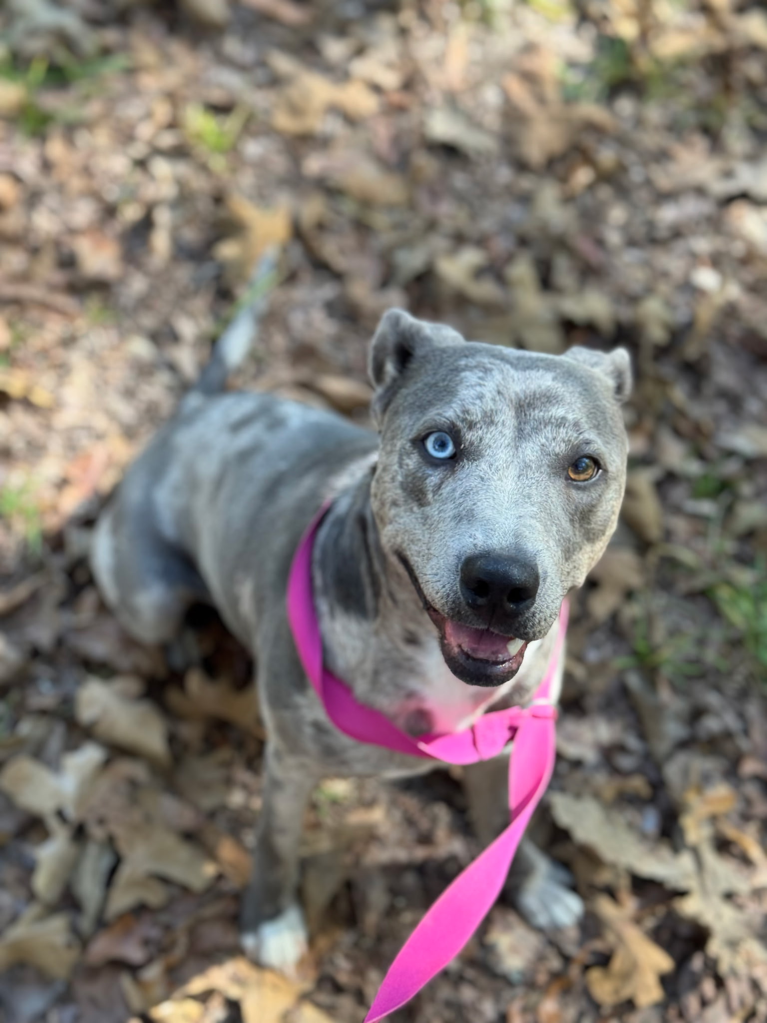 CATAHOULA LEOPARD DOG