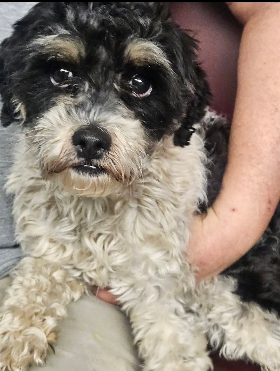MINIATURE POODLE