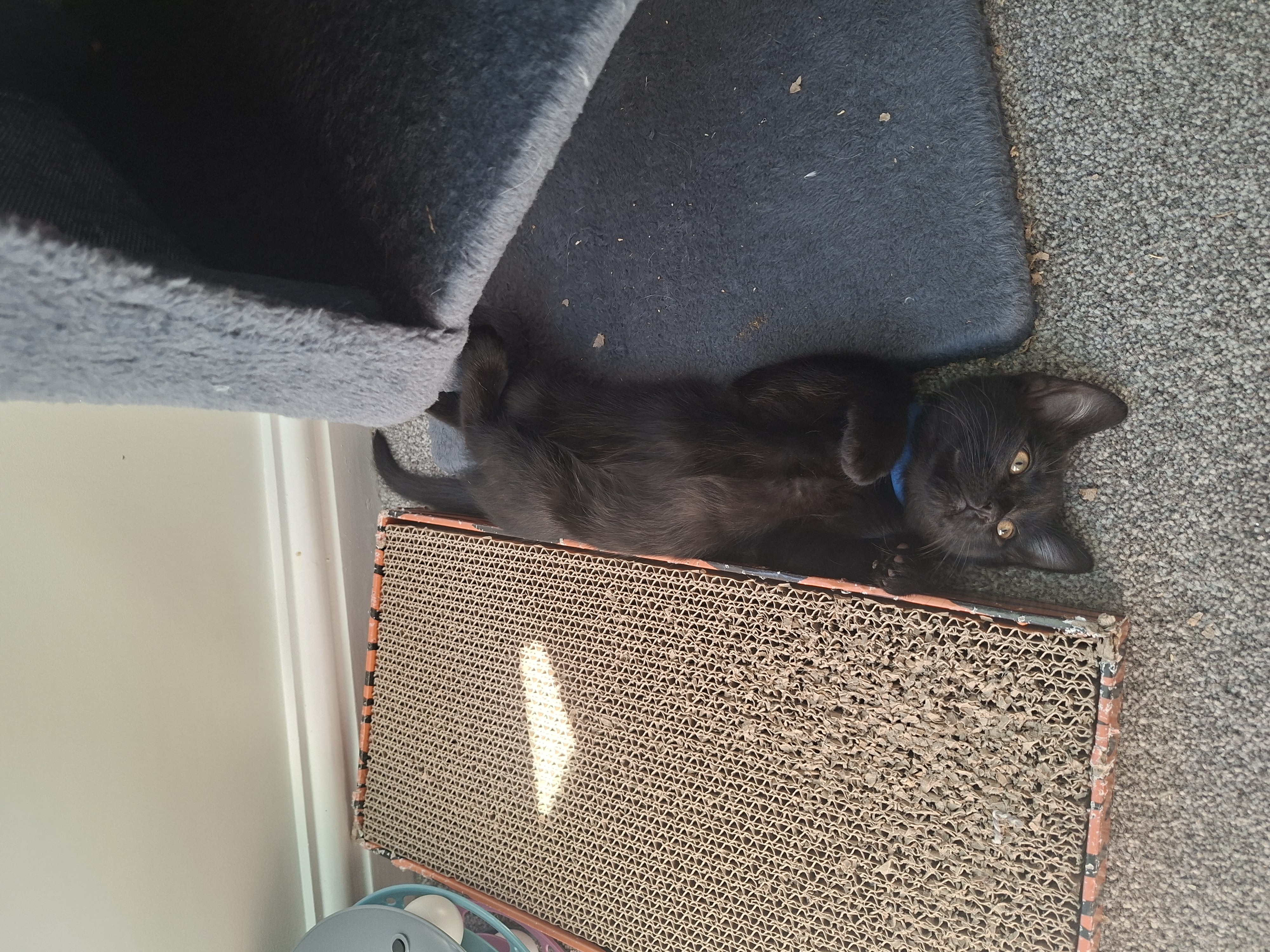 Wispa