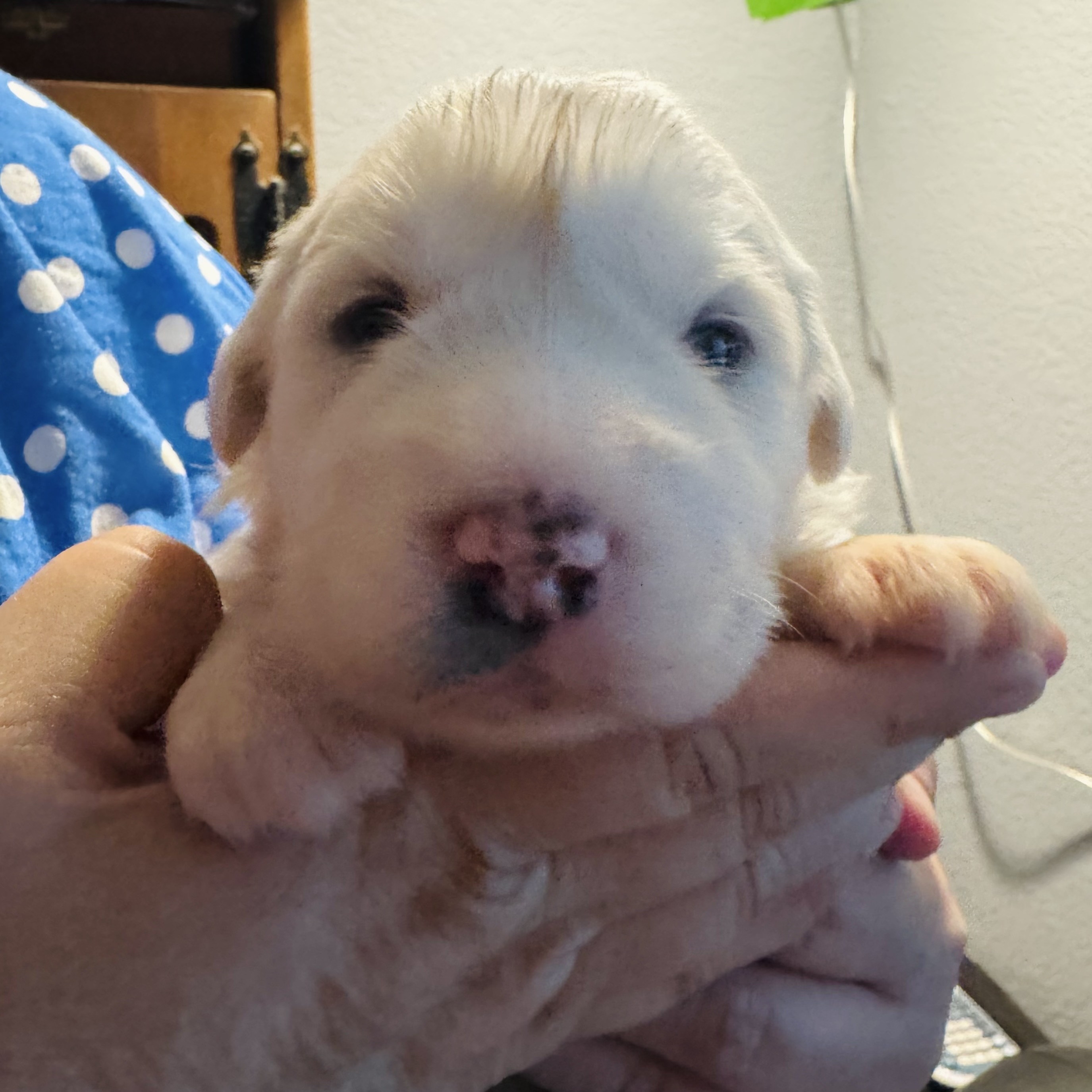 Verbena  of the Wildflower Litter