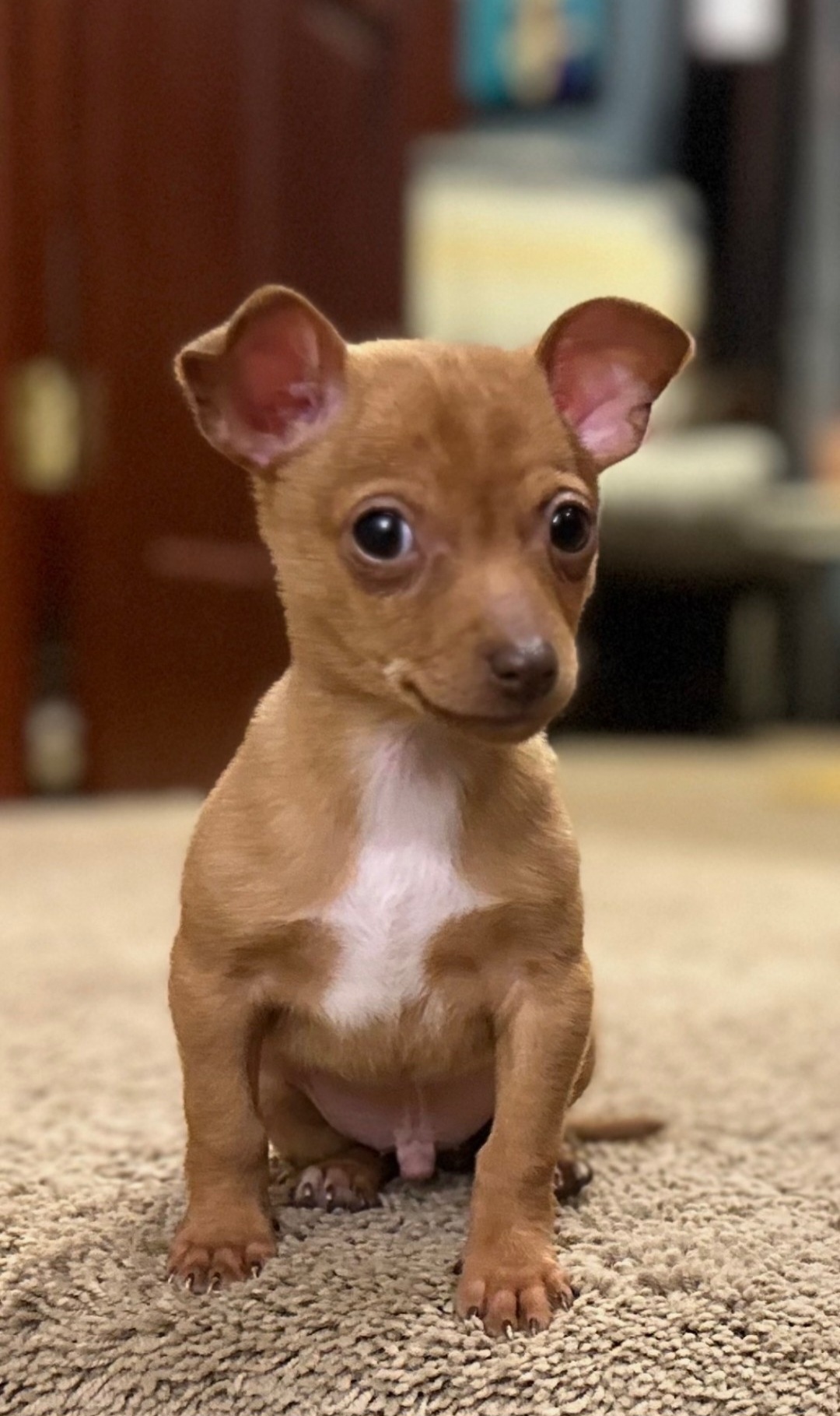 CHIHUAHUA