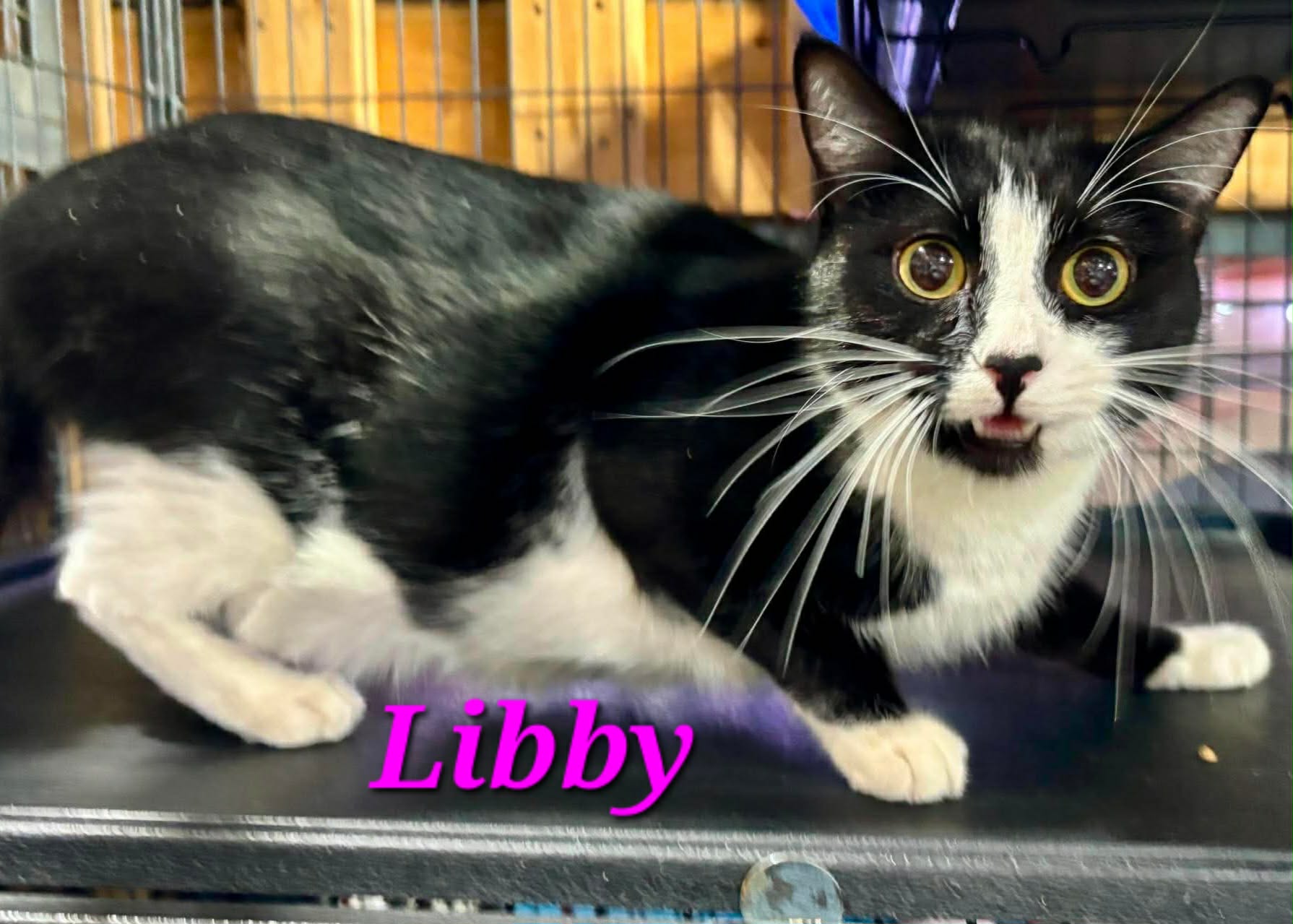 Libby
