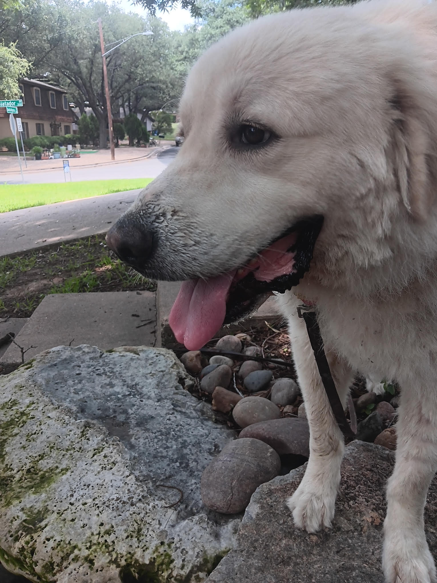 Wally