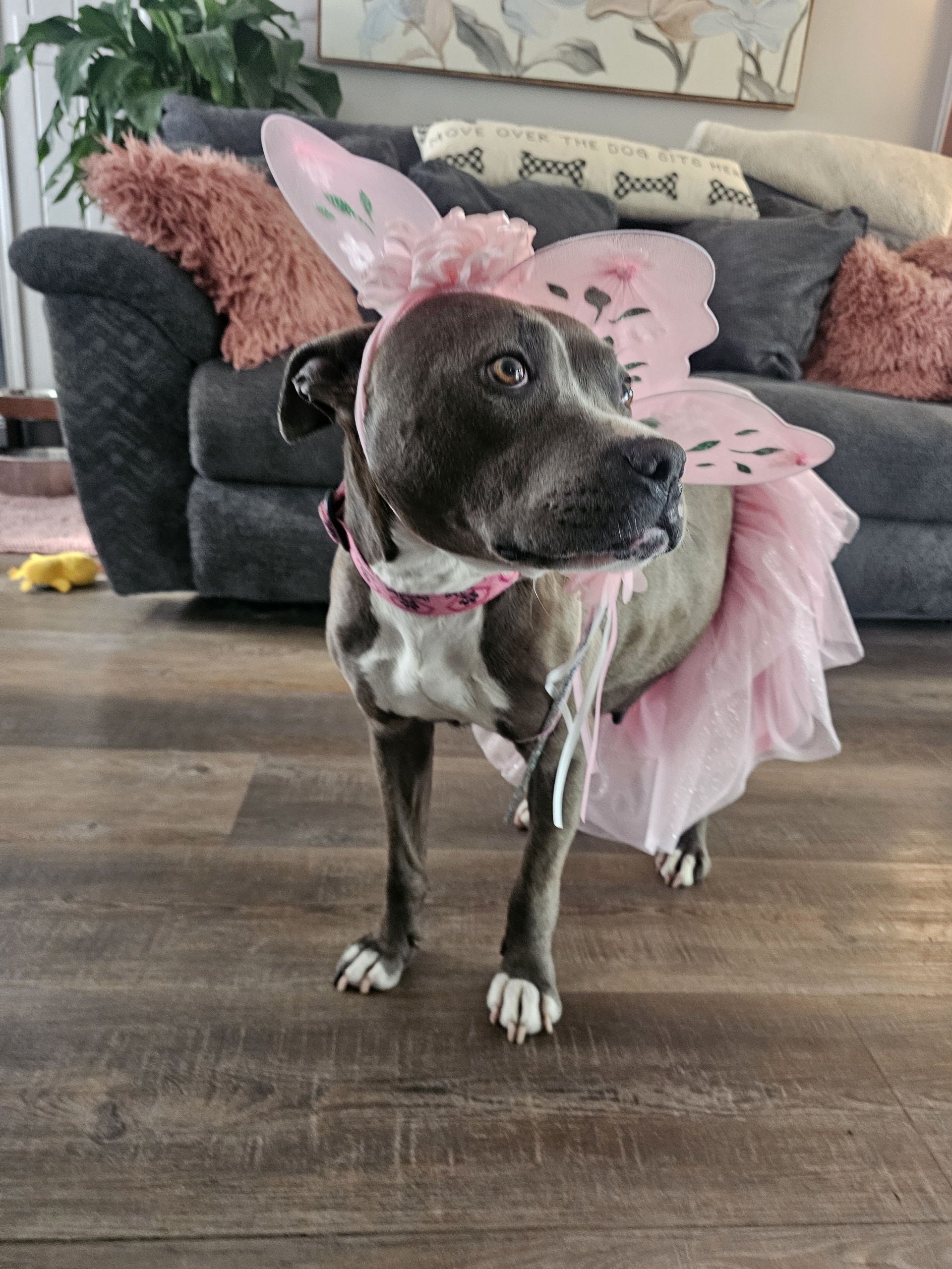 AMERICAN PIT BULL TERRIER