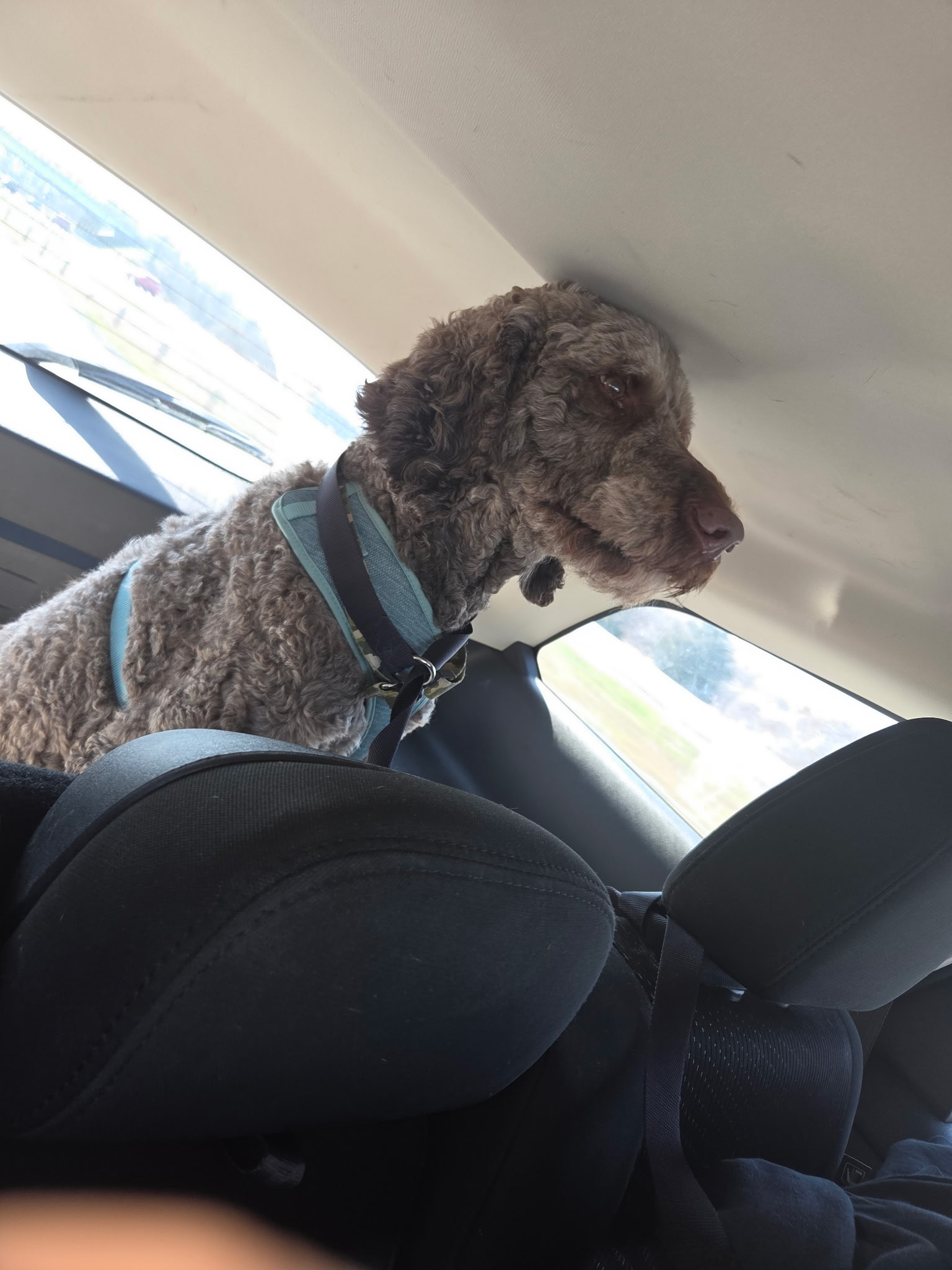 STANDARD POODLE, WEIMARANER