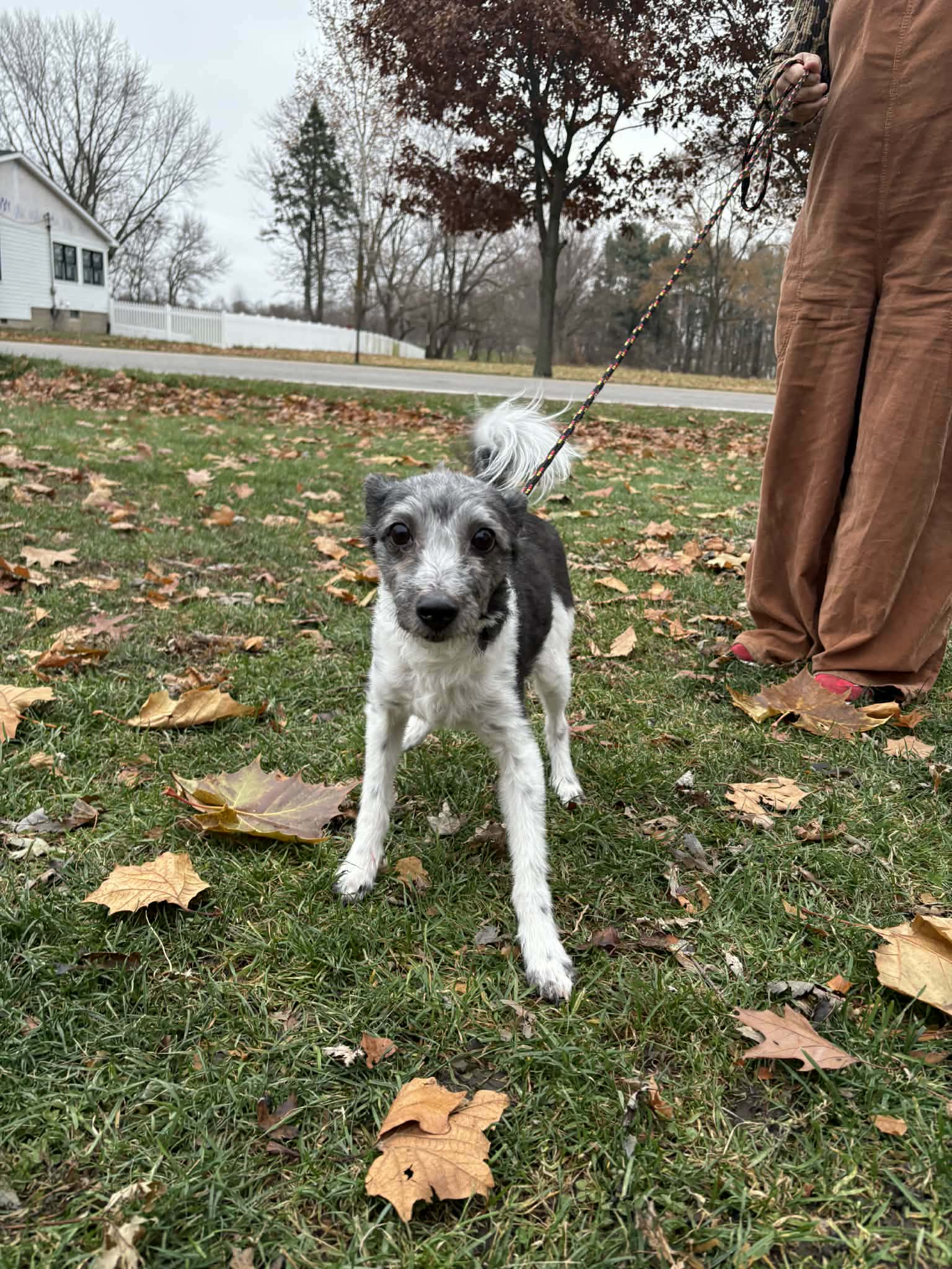 WEST HIGHLAND WHITE TERRIER