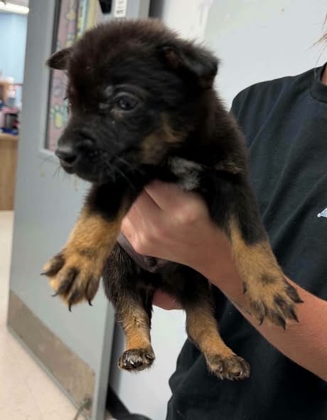 AUSTRALIAN CATTLE DOG