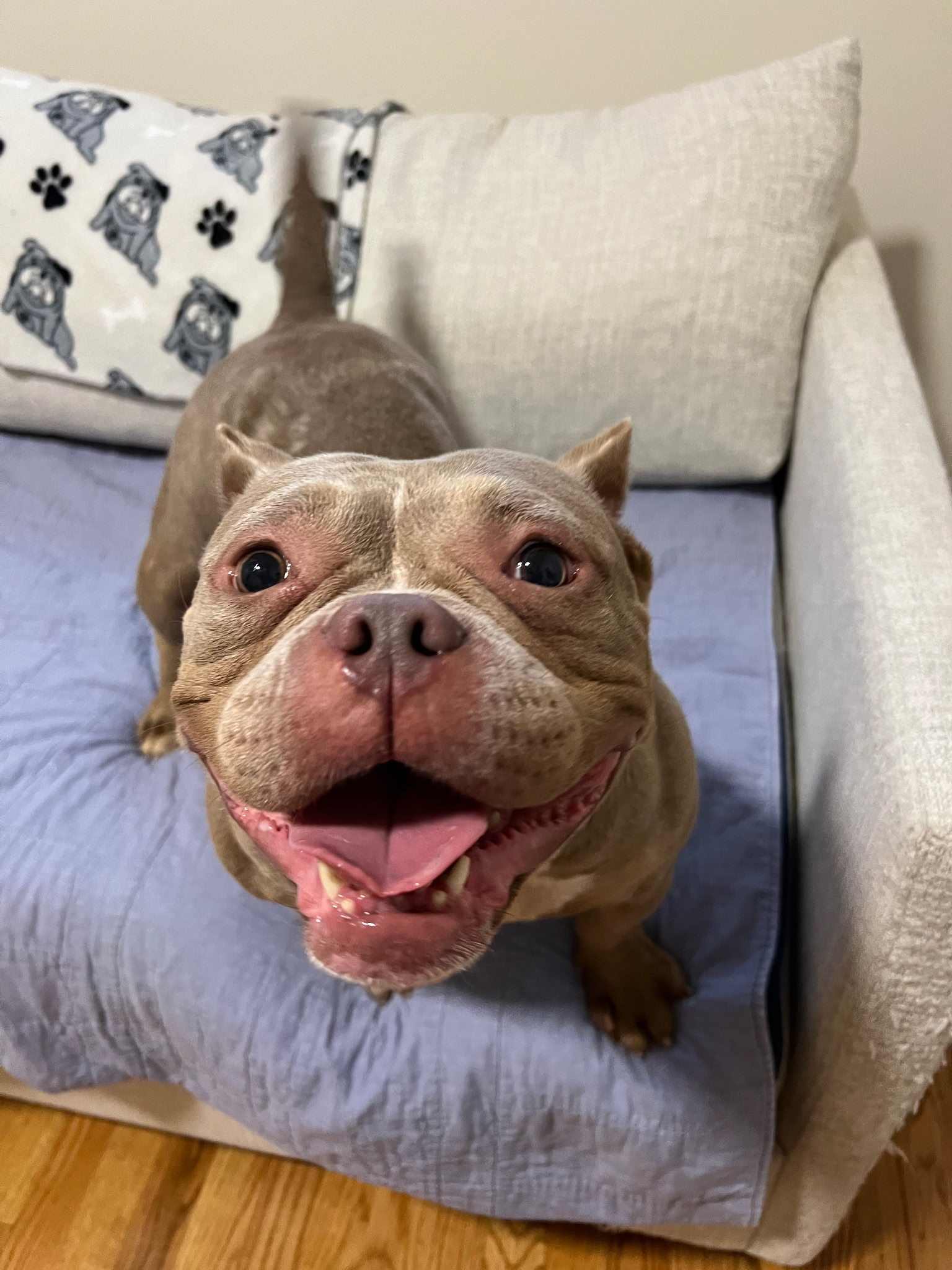 AMERICAN STAFFORDSHIRE TERRIER