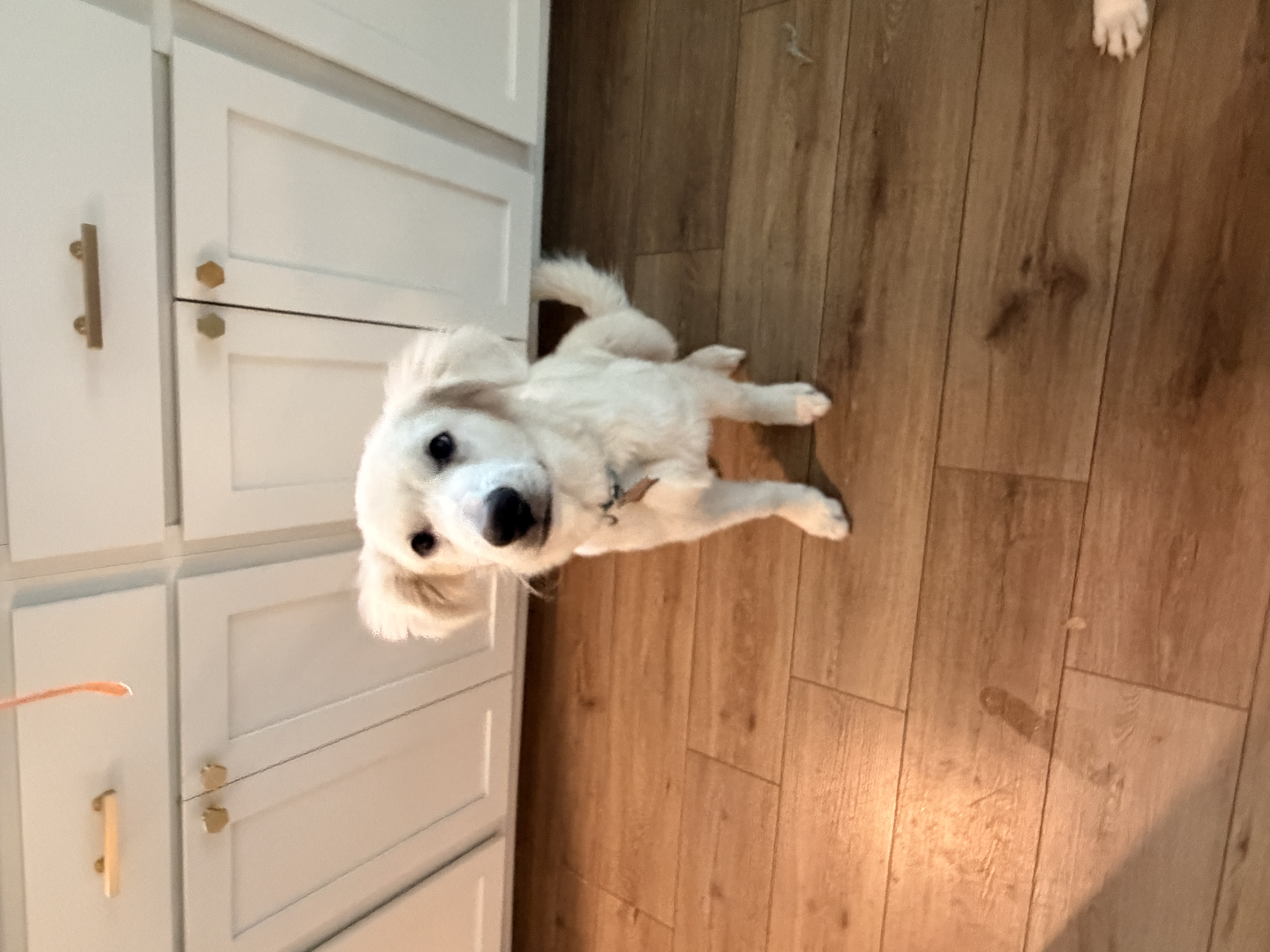 Simon