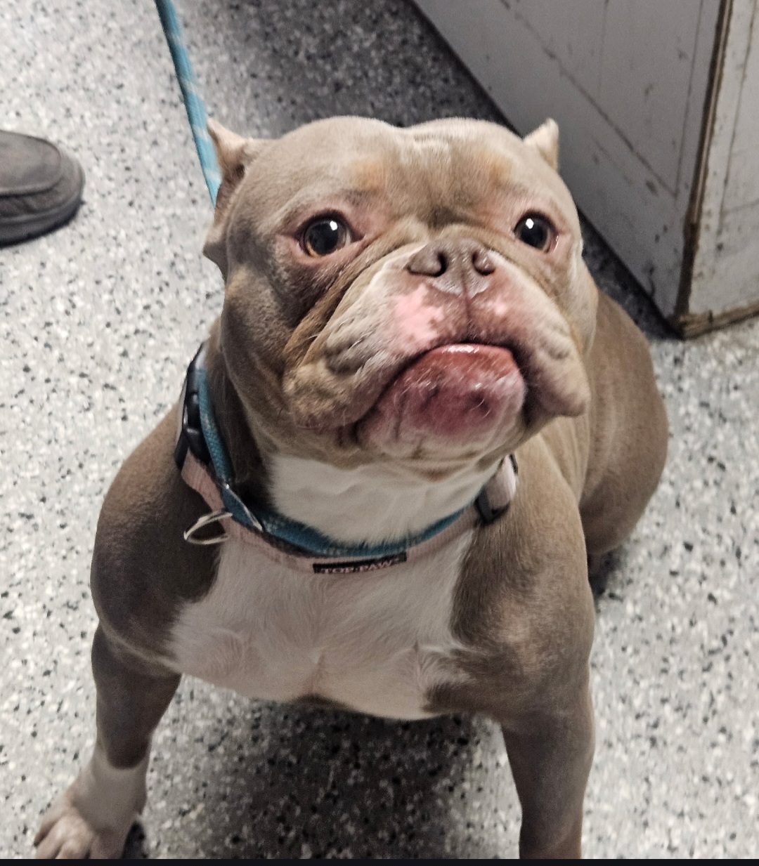 BULLDOG, AMERICAN STAFFORDSHIRE TERRIER