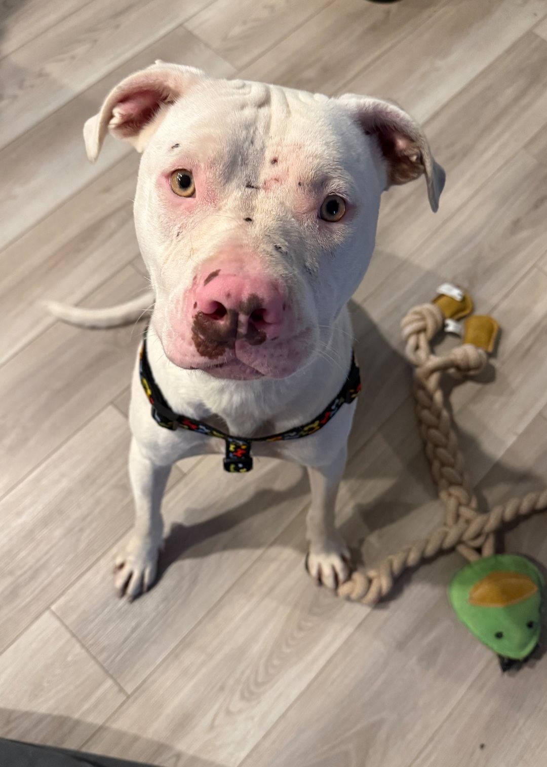 AMERICAN PIT BULL TERRIER