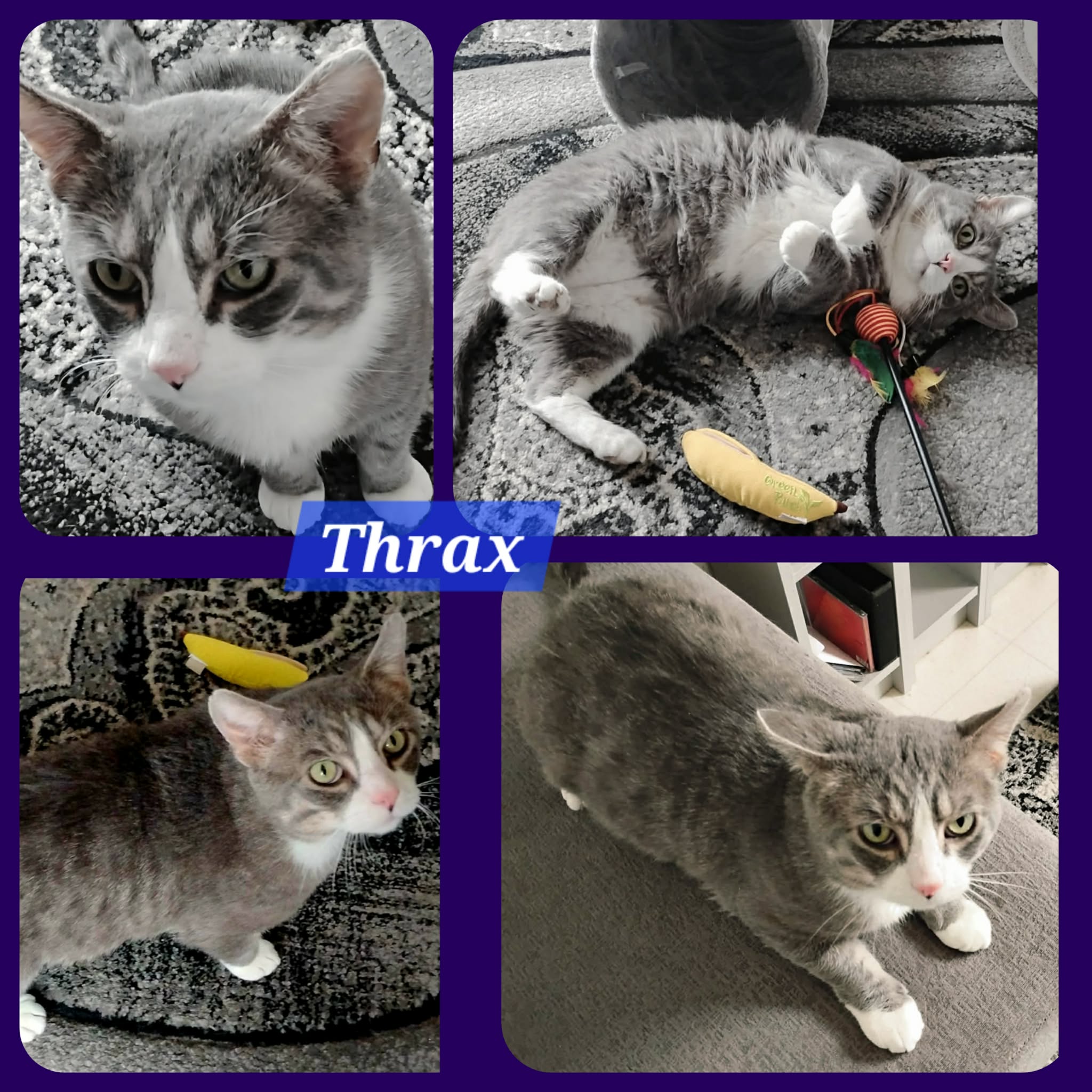 Thrax