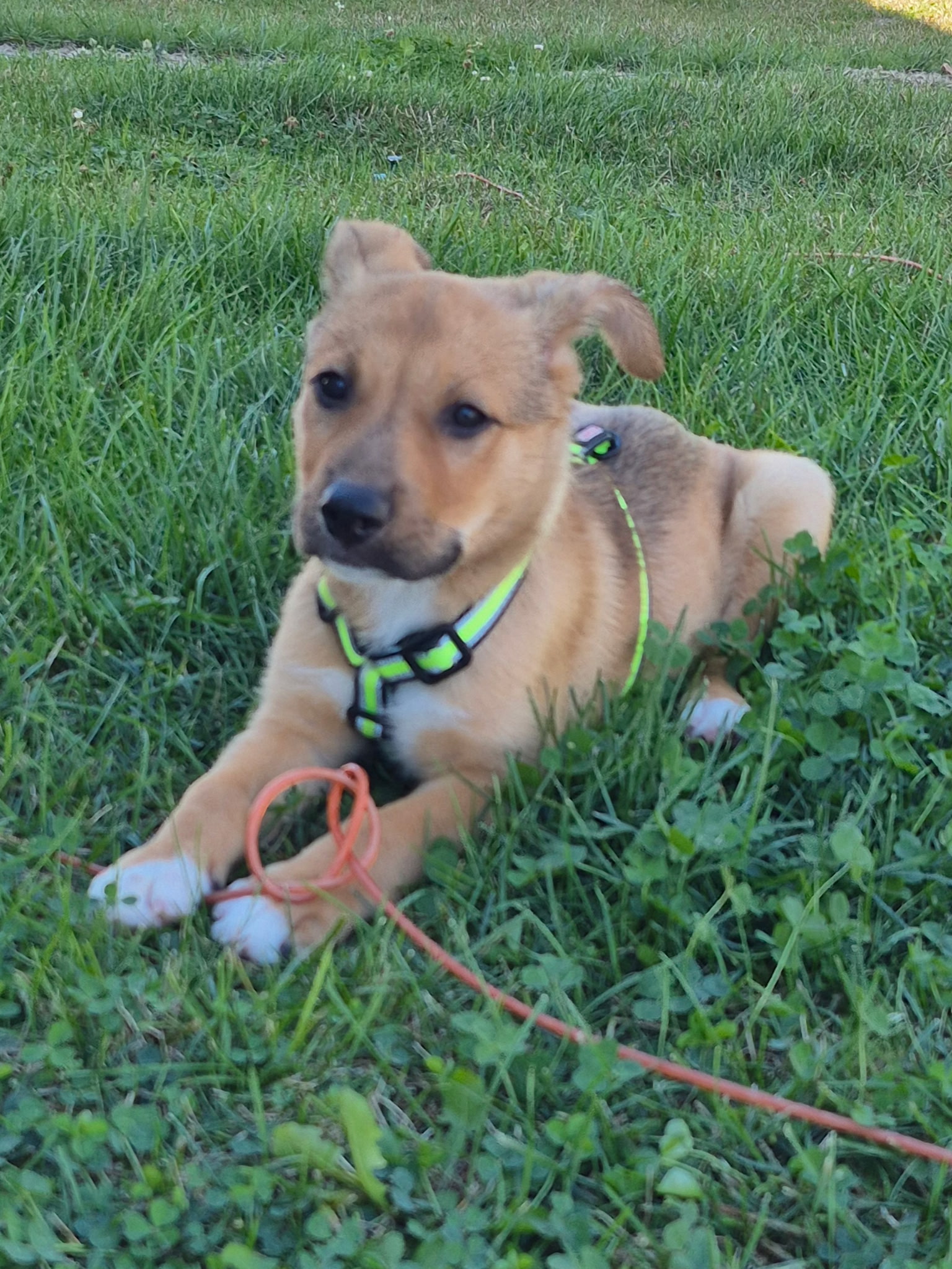 GERMAN SHEPHERD DOG, SIBERIAN HUSKY