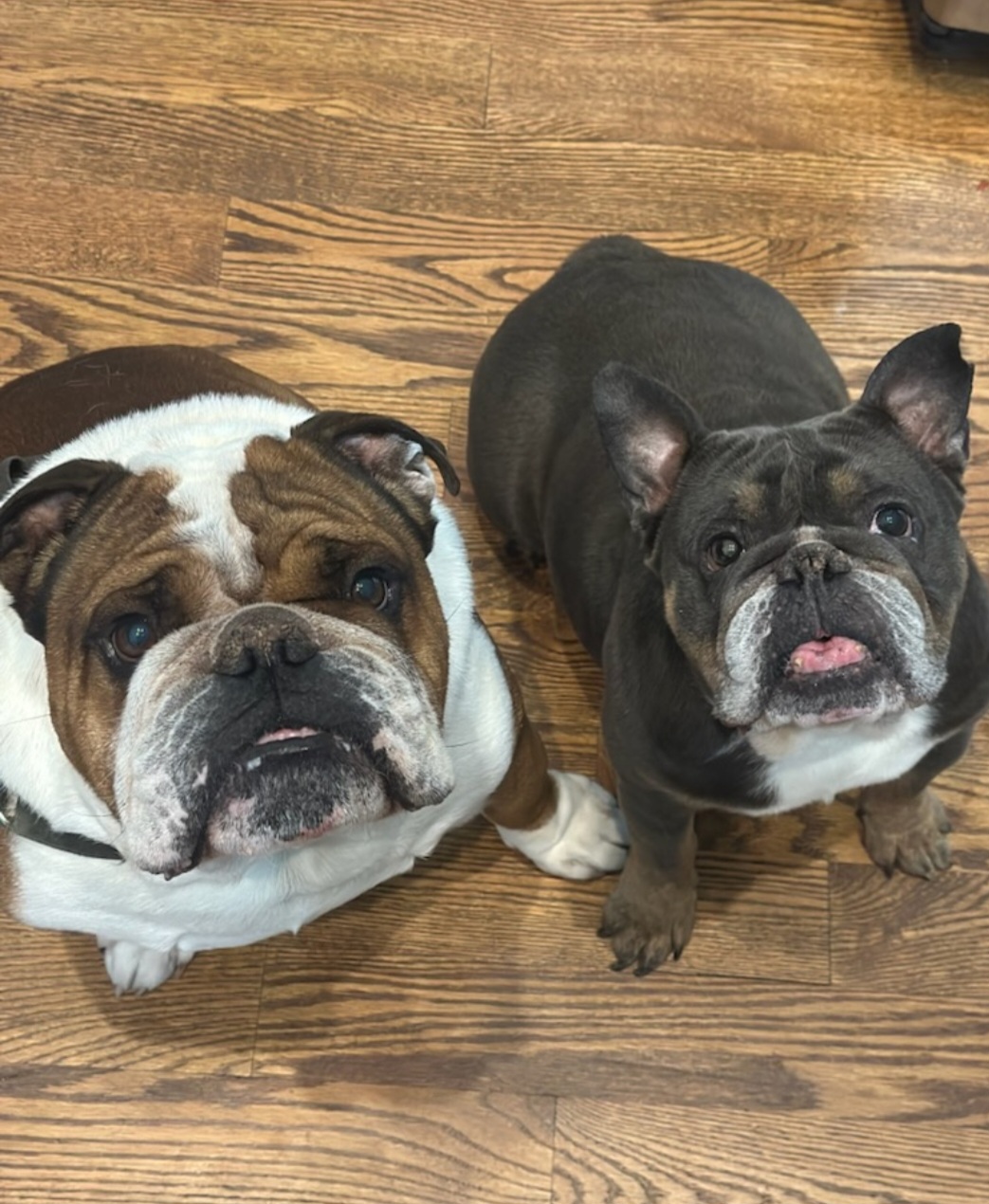 OLDE ENGLISH BULLDOGGE
