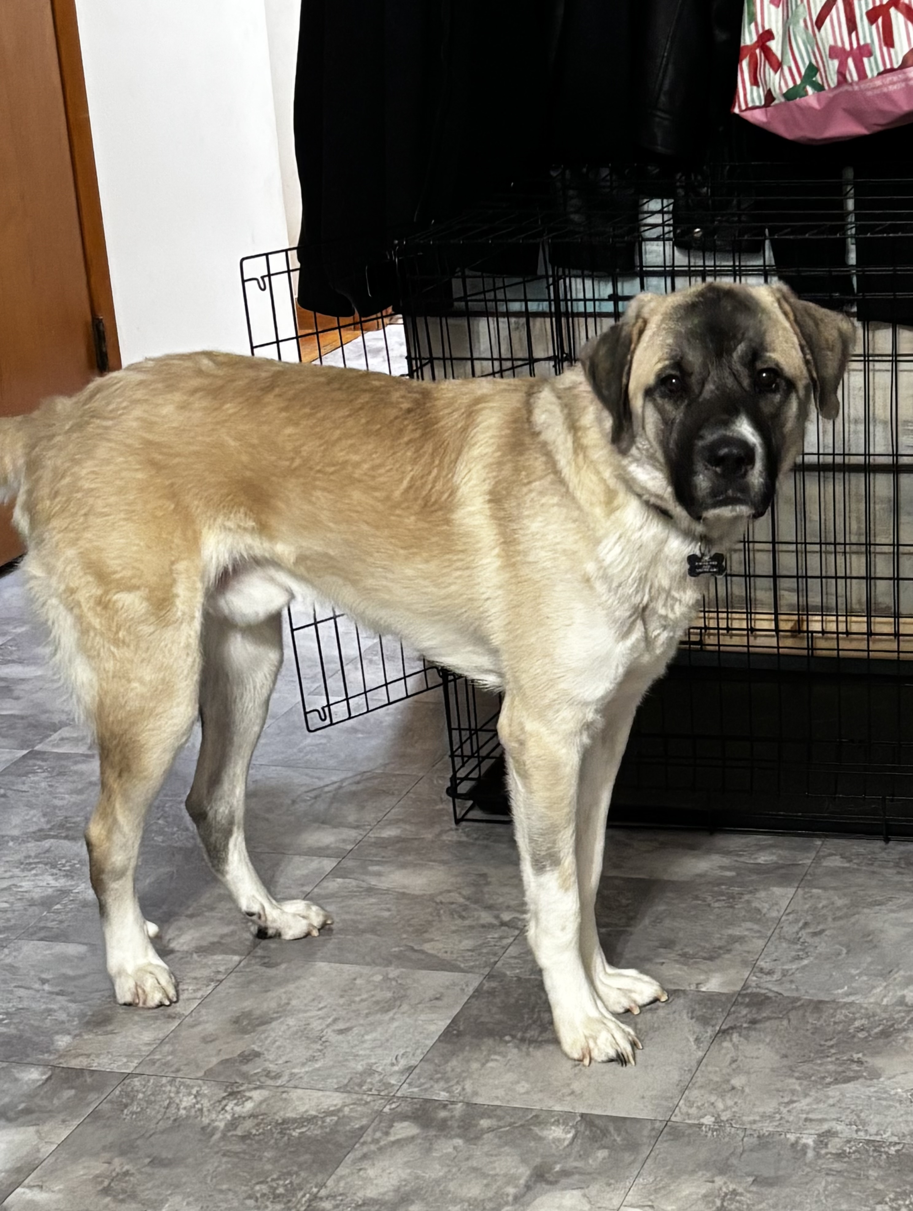 ANATOLIAN SHEPHERD DOG