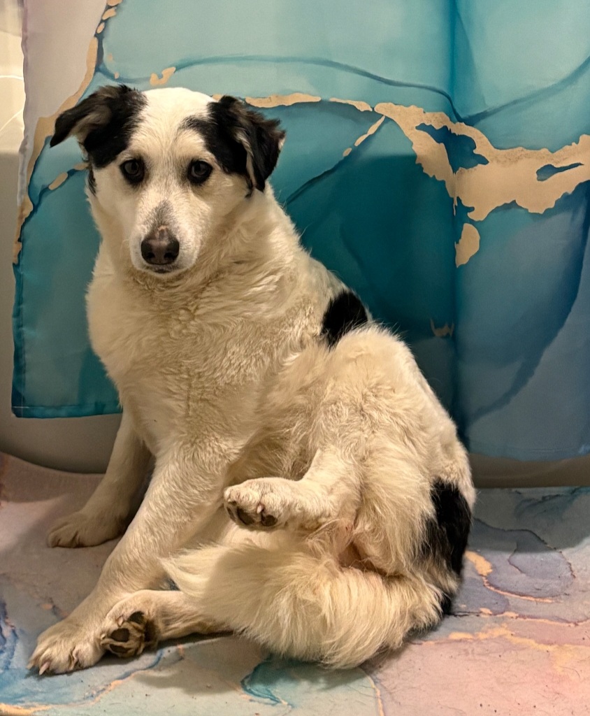 ALASKAN HUSKY, POMERANIAN