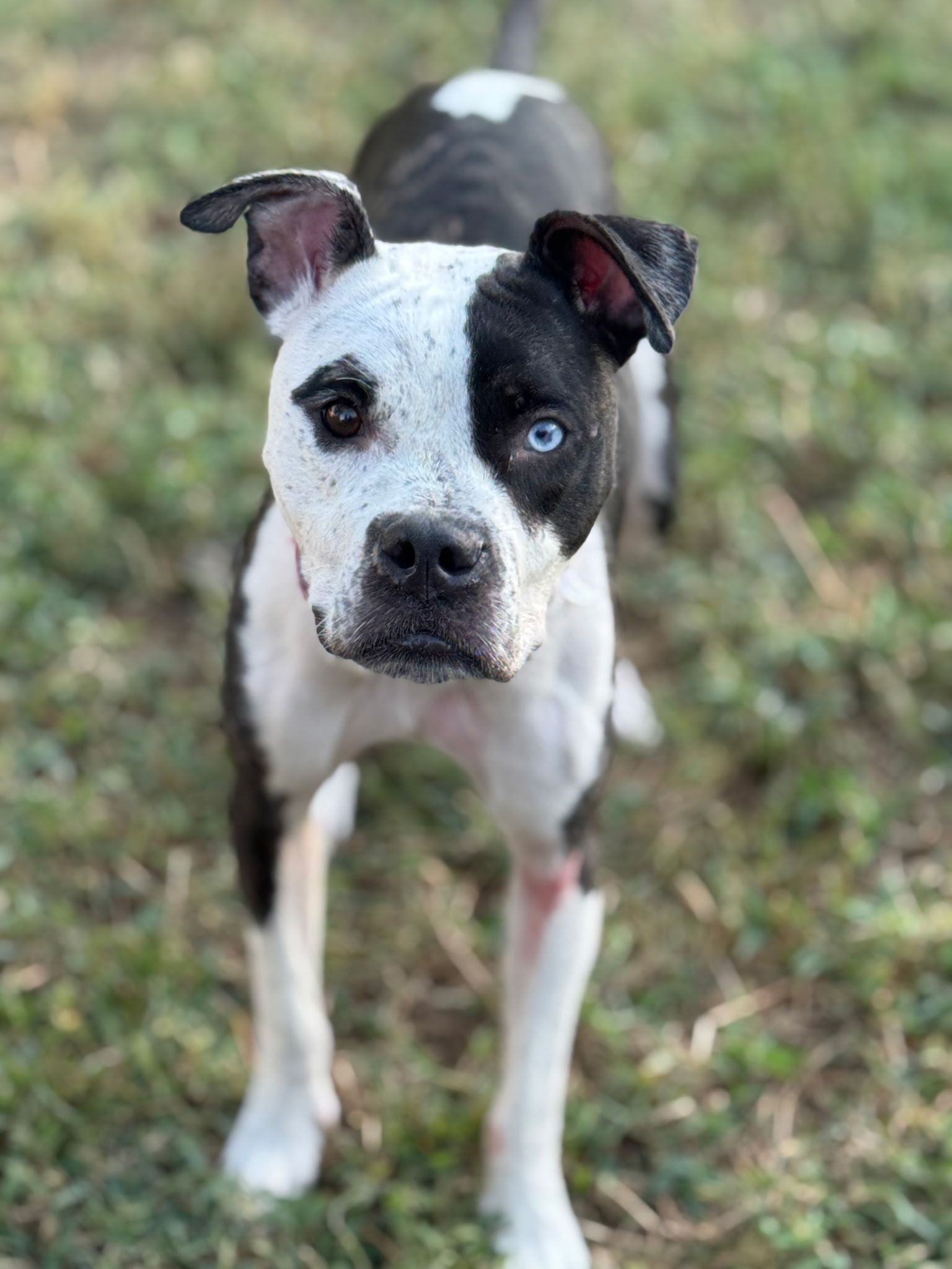 AMERICAN STAFFORDSHIRE TERRIER