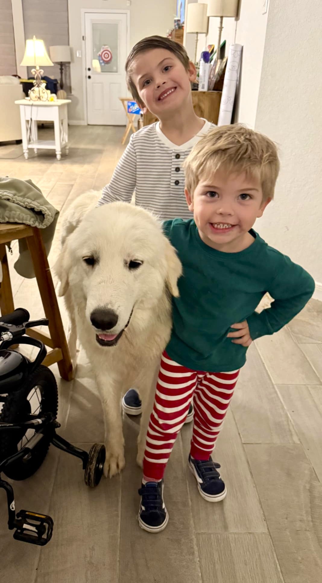 Adopt Millie AN Lola - Female Great Pyrenees in San Antonio, TX | Texas ...
