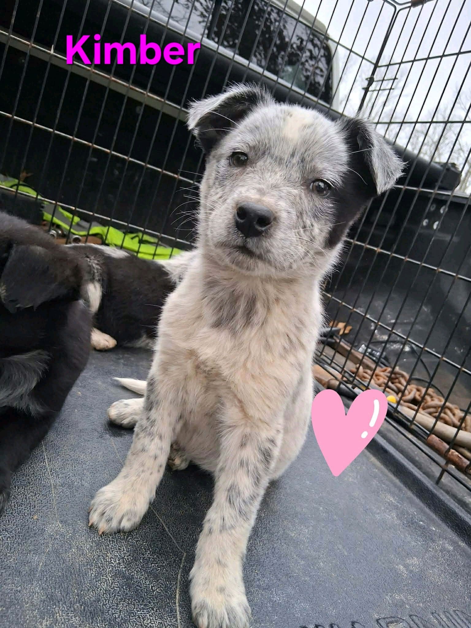 AUSTRALIAN CATTLE DOG
