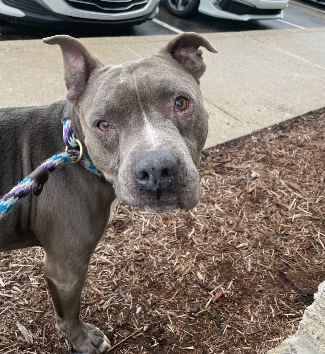 AMERICAN PIT BULL TERRIER