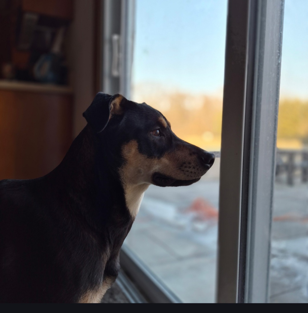 GERMAN SHEPHERD DOG, DOBERMAN PINSCHER