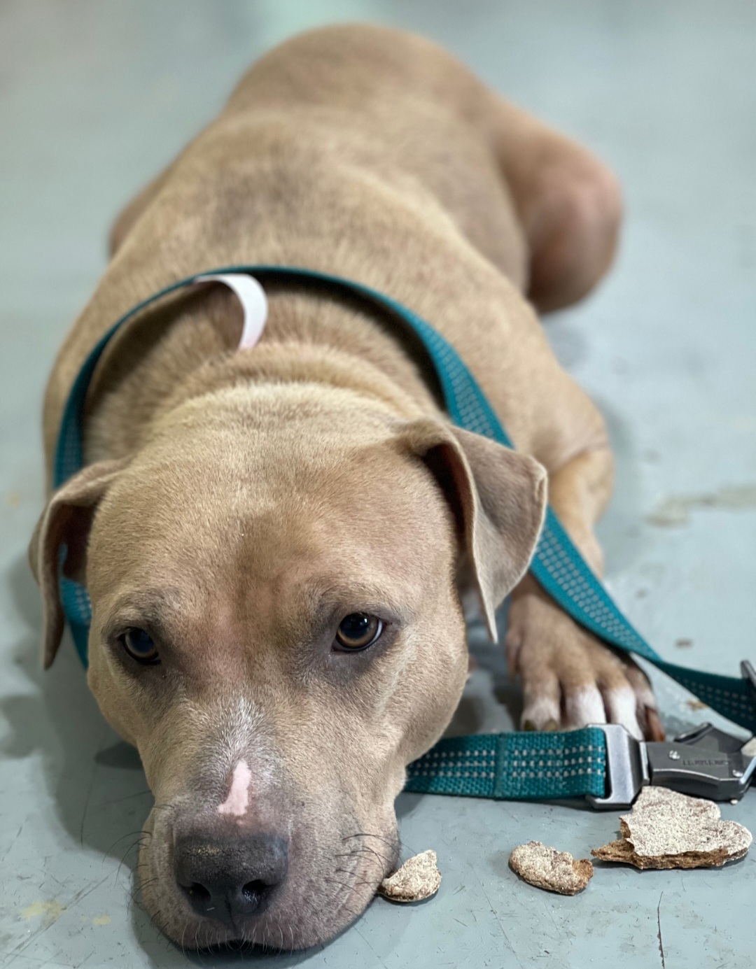 AMERICAN PIT BULL TERRIER, LABRADOR RETRIEVER