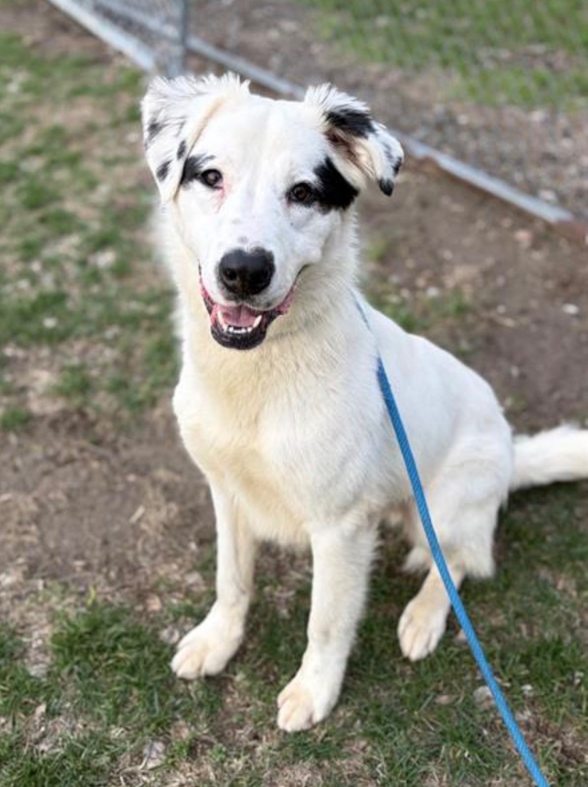 SIBERIAN HUSKY, AUSTRALIAN SHEPHERD, BORDER COLLIE