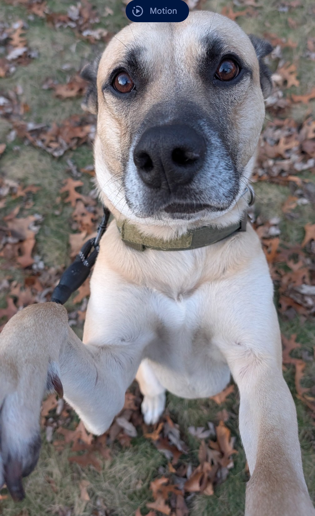 GERMAN SHEPHERD DOG