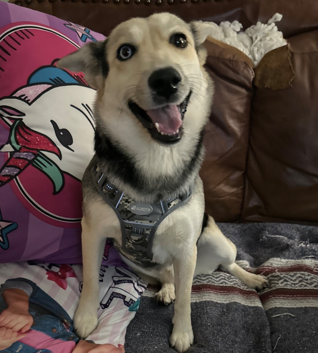AUSTRALIAN STUMPY TAIL CATTLE DOG, AUSTRALIAN SHEPHERD