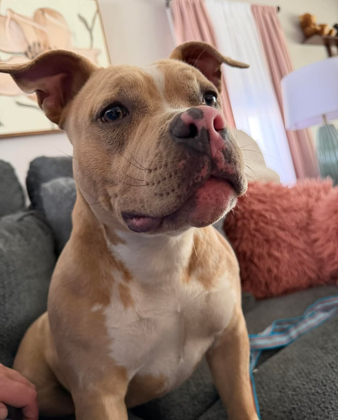 AMERICAN STAFFORDSHIRE TERRIER