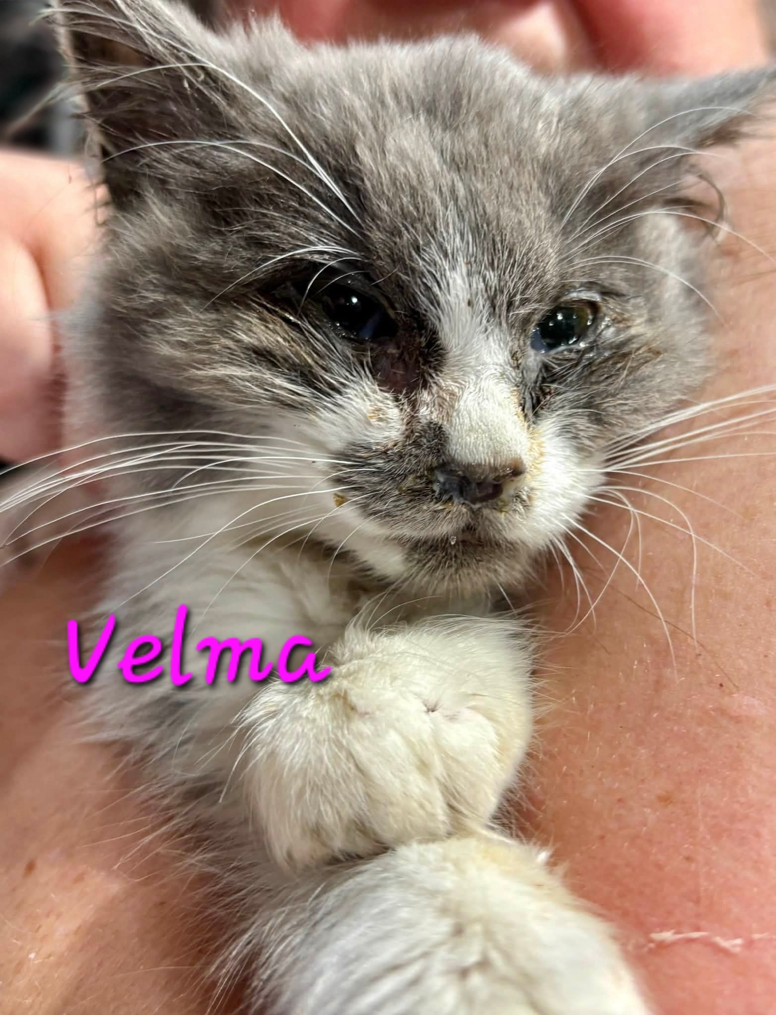 Velma