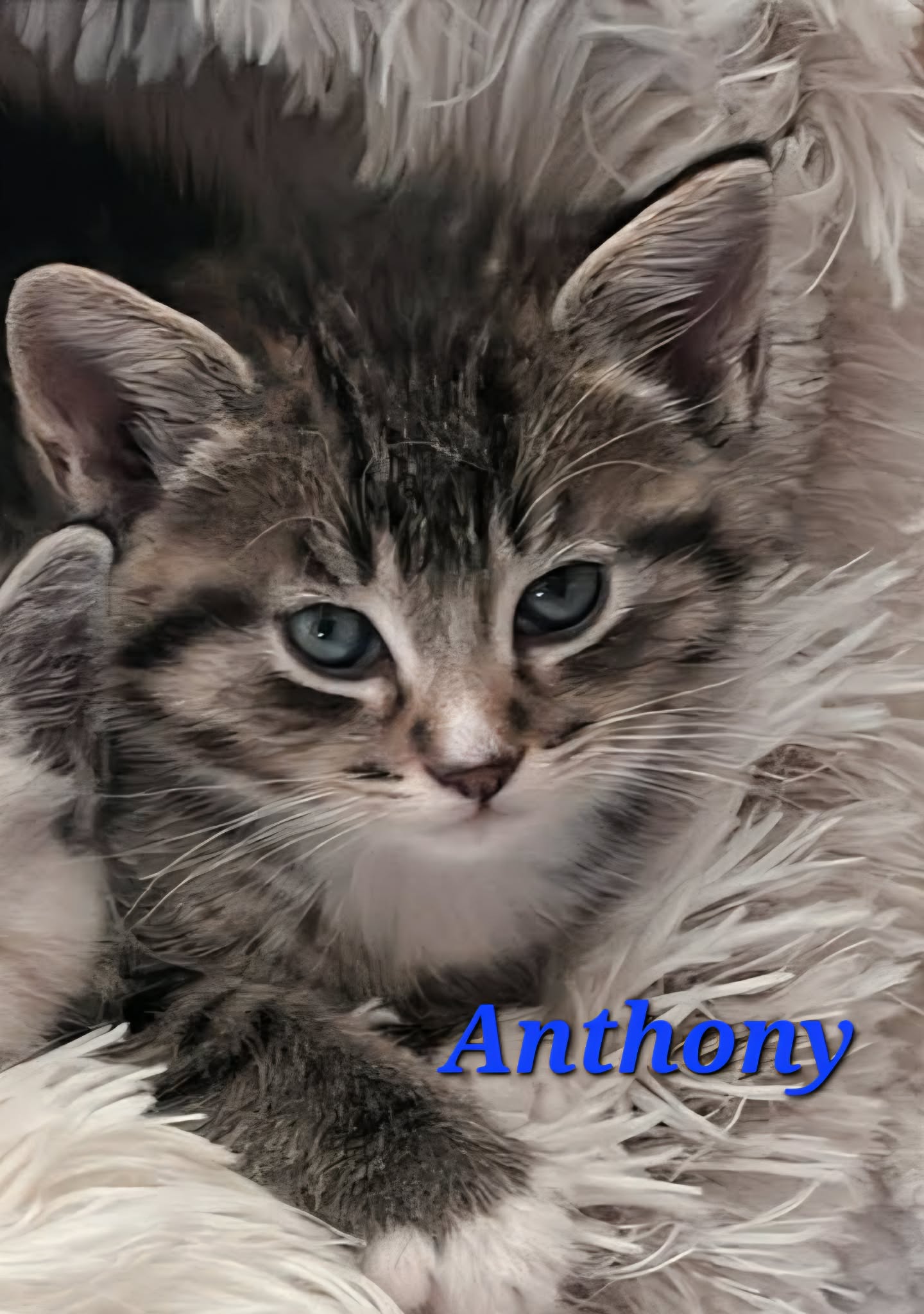 Anthony - (mom Bridget)