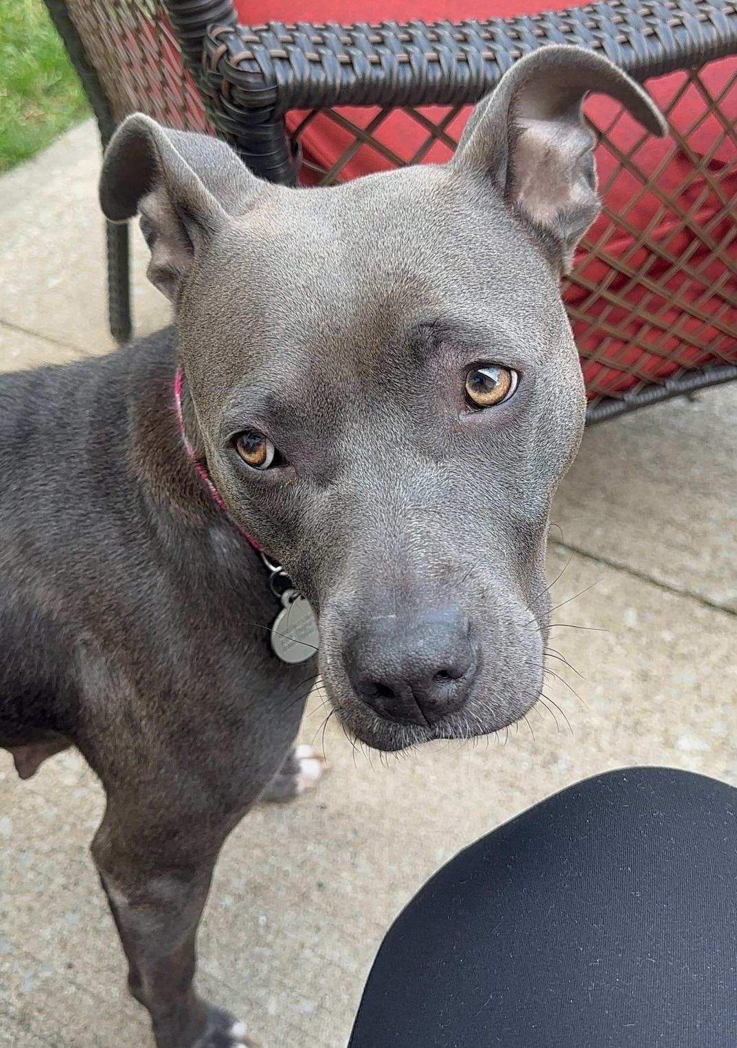 AMERICAN PIT BULL TERRIER, LABRADOR RETRIEVER