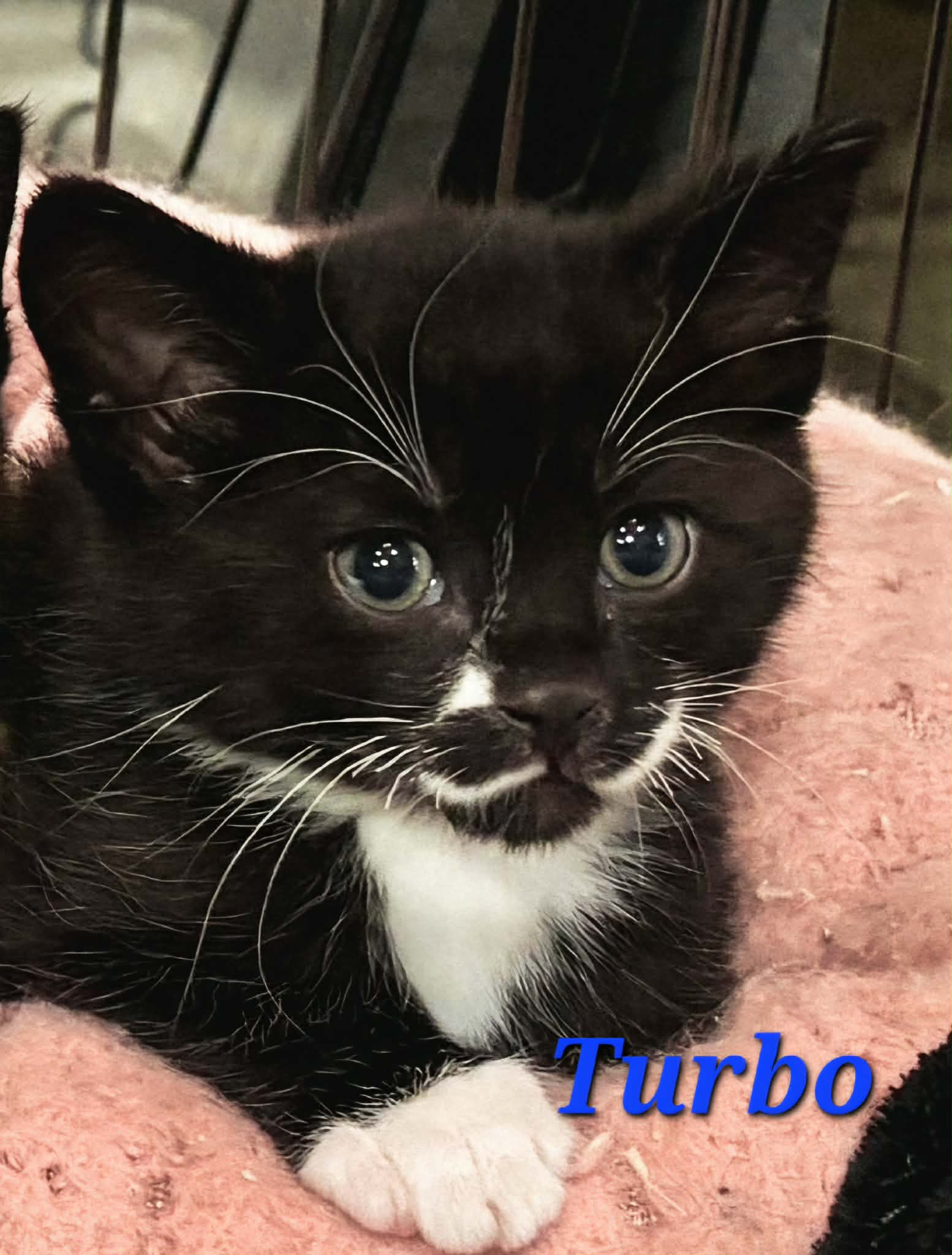 Turbo