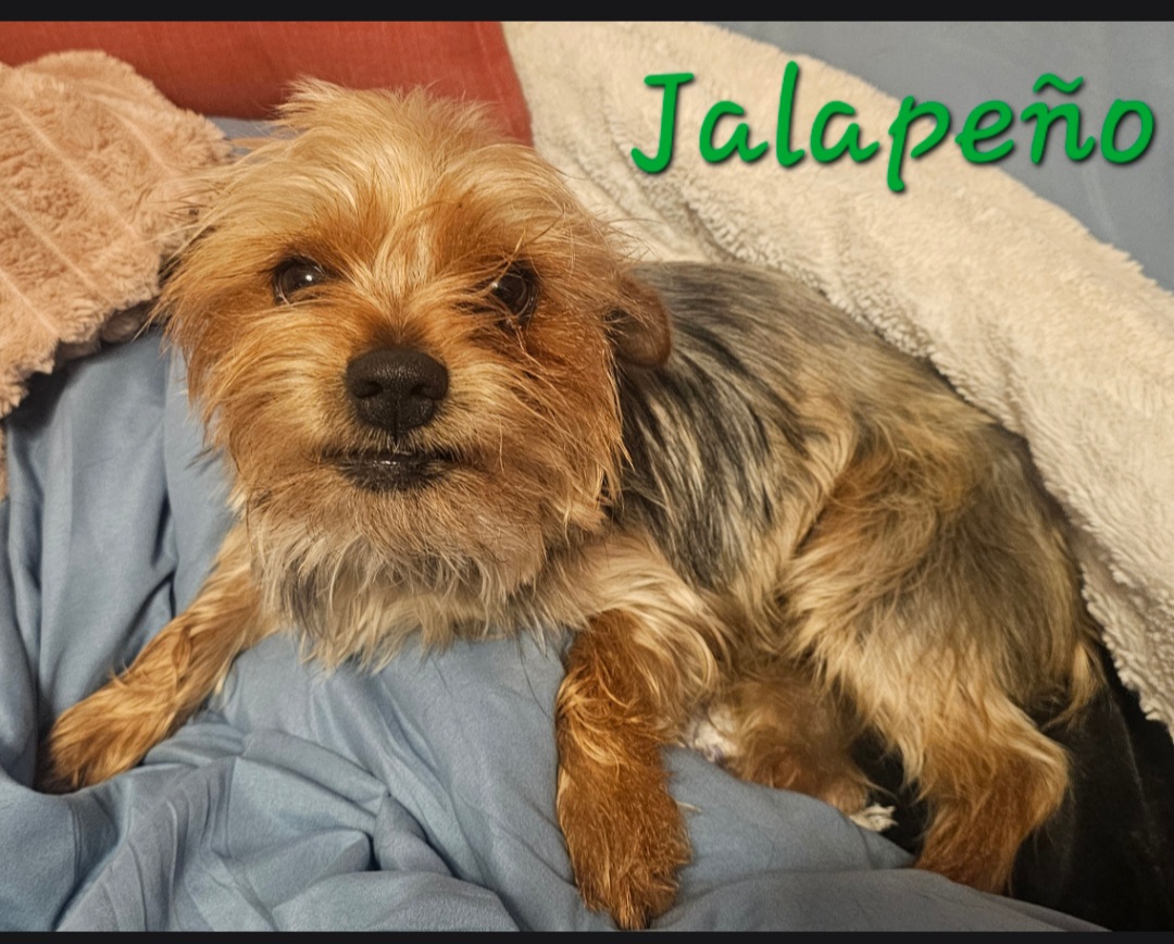 YORKSHIRE TERRIER