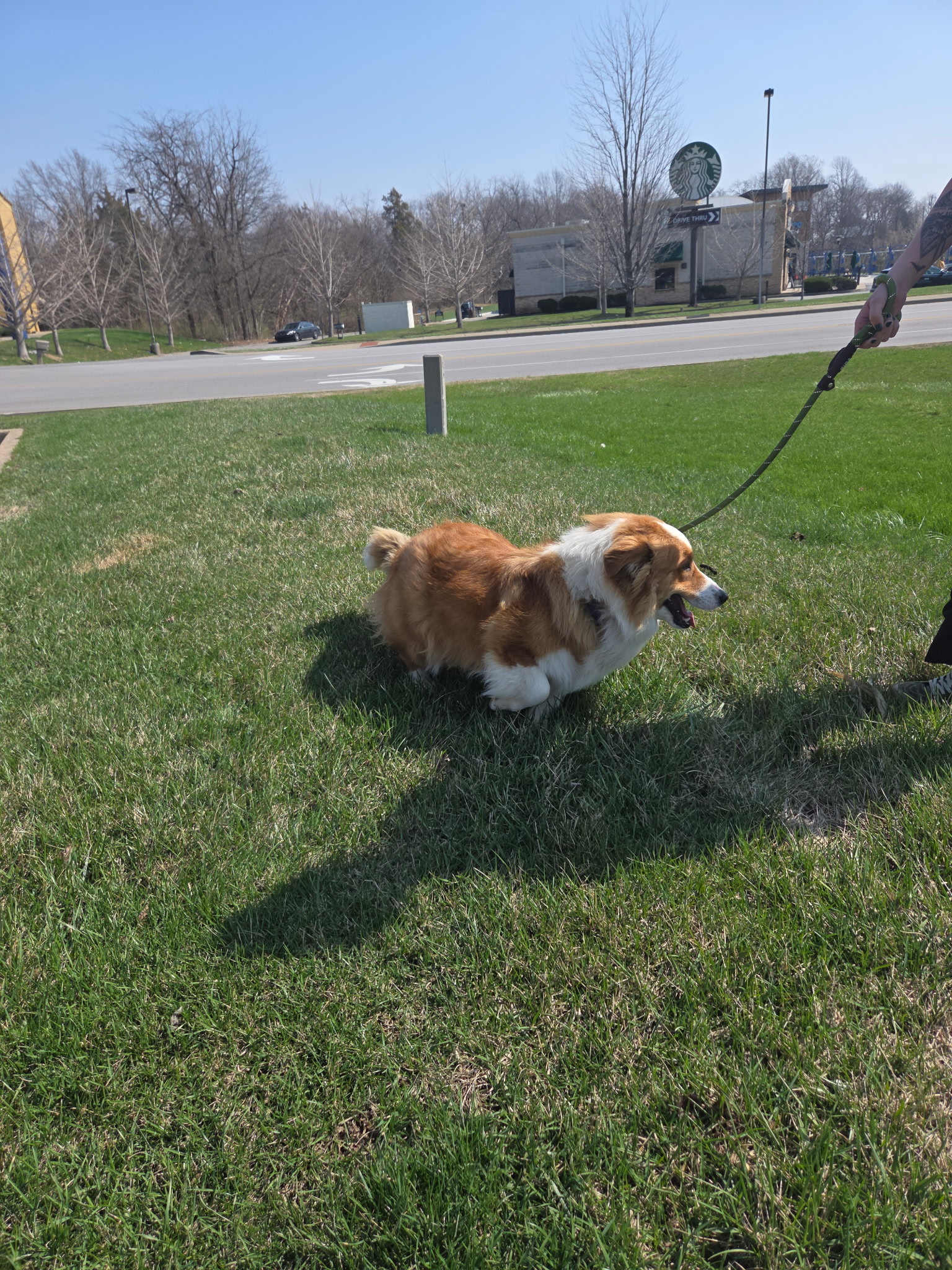 CARDIGAN WELSH CORGI