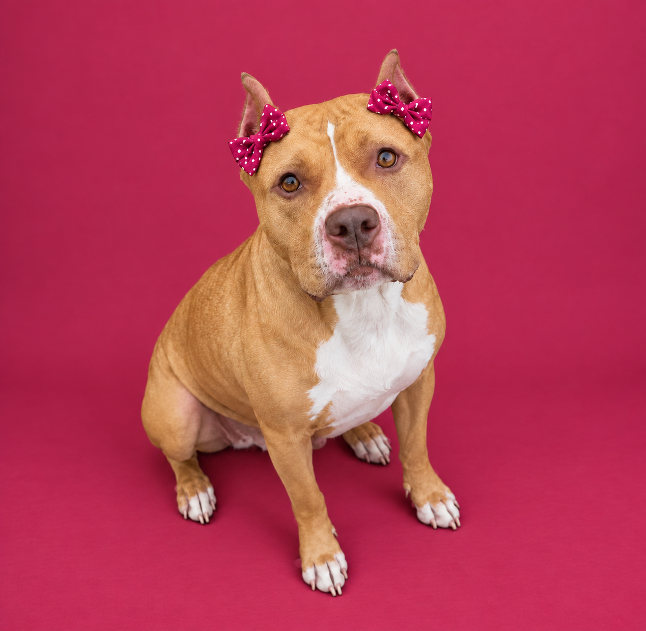 AMERICAN STAFFORDSHIRE TERRIER