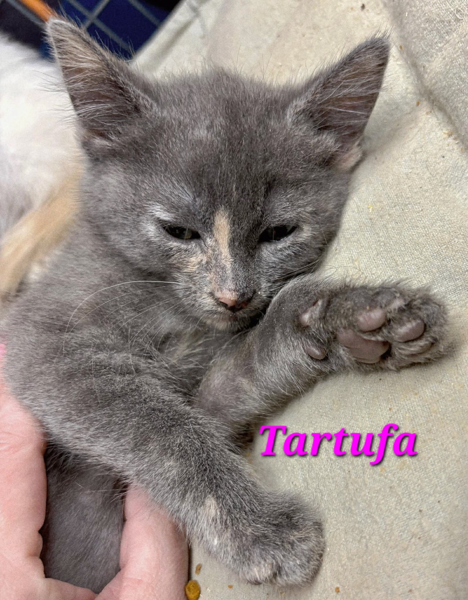 Tartufa