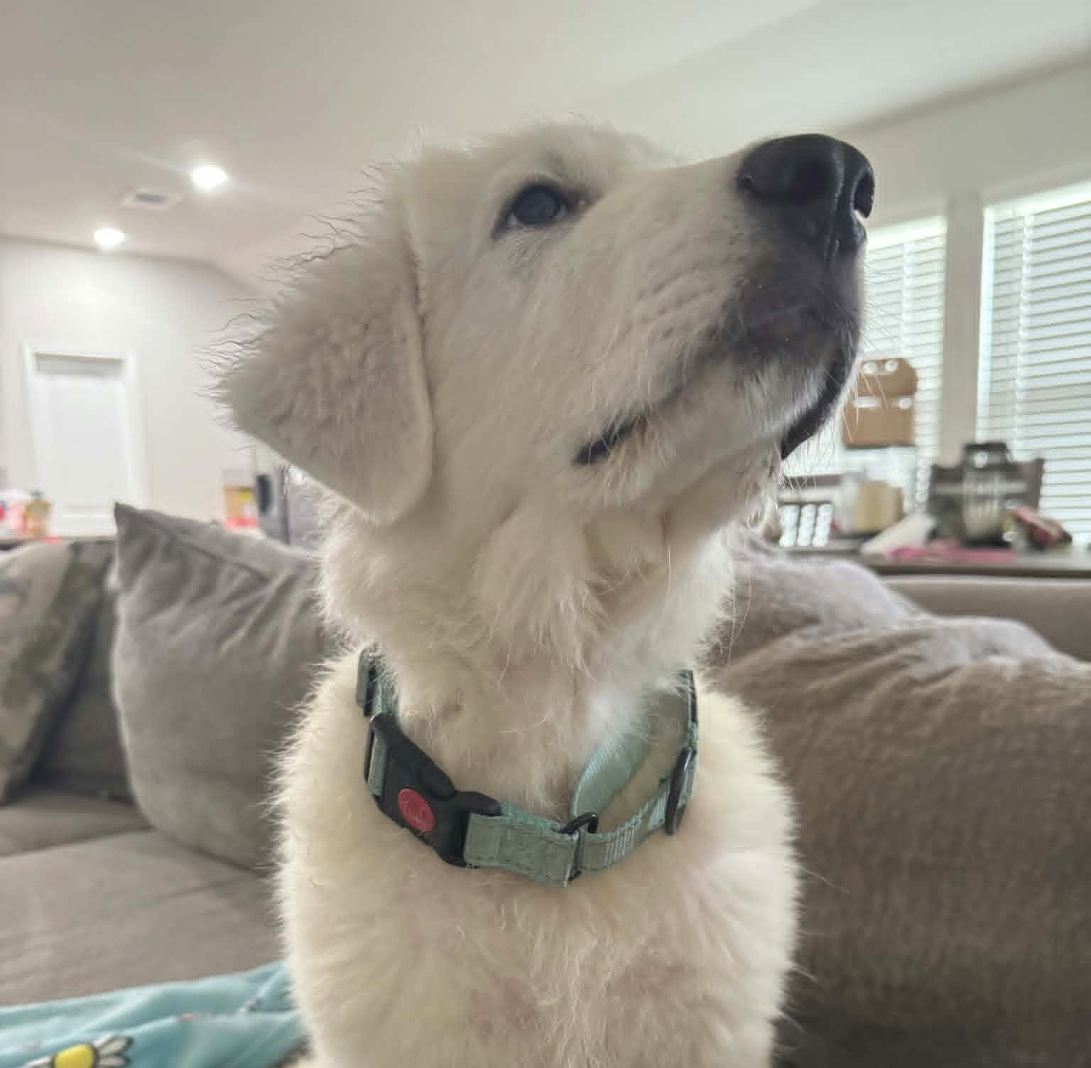 Louie