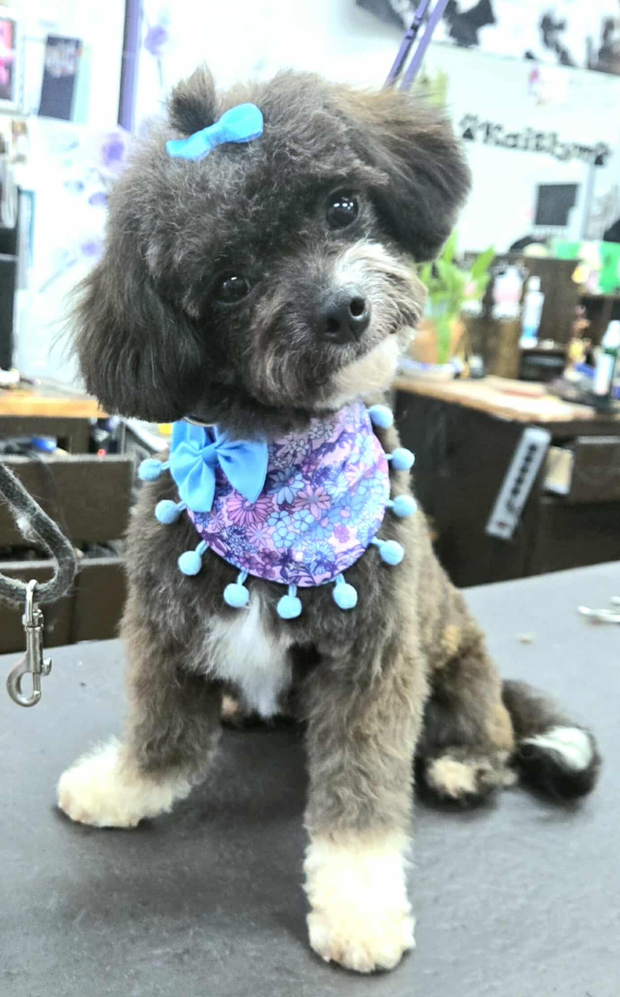 YORKSHIRE TERRIER, SHIH TZU