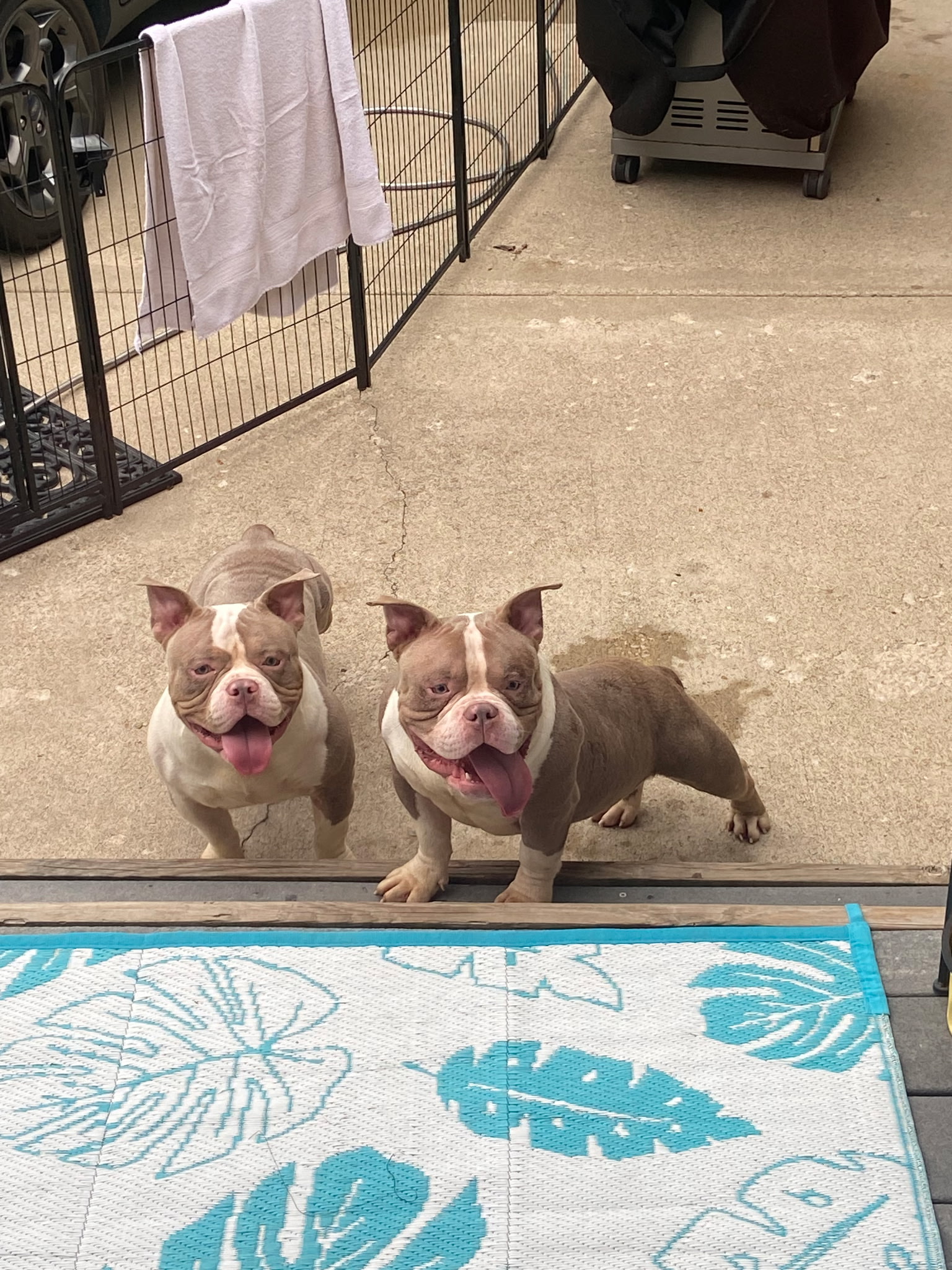 AMERICAN STAFFORDSHIRE TERRIER