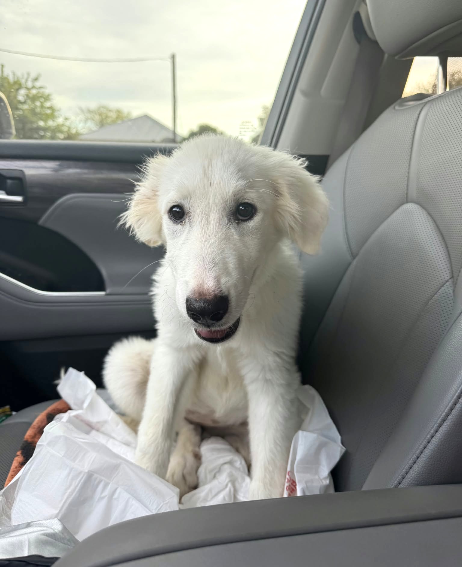 Piper