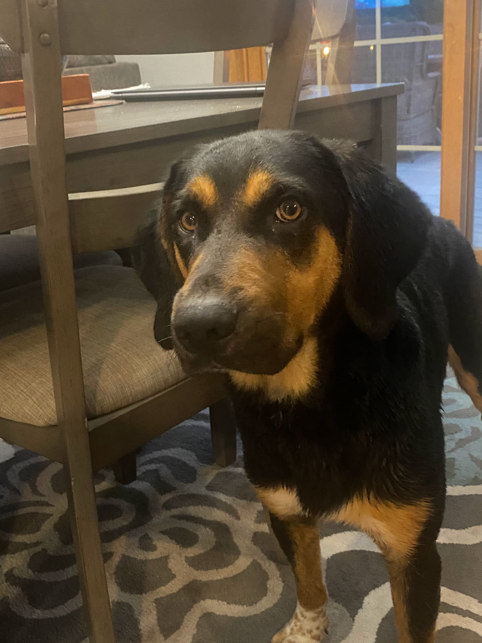 BLACK AND TAN COONHOUND