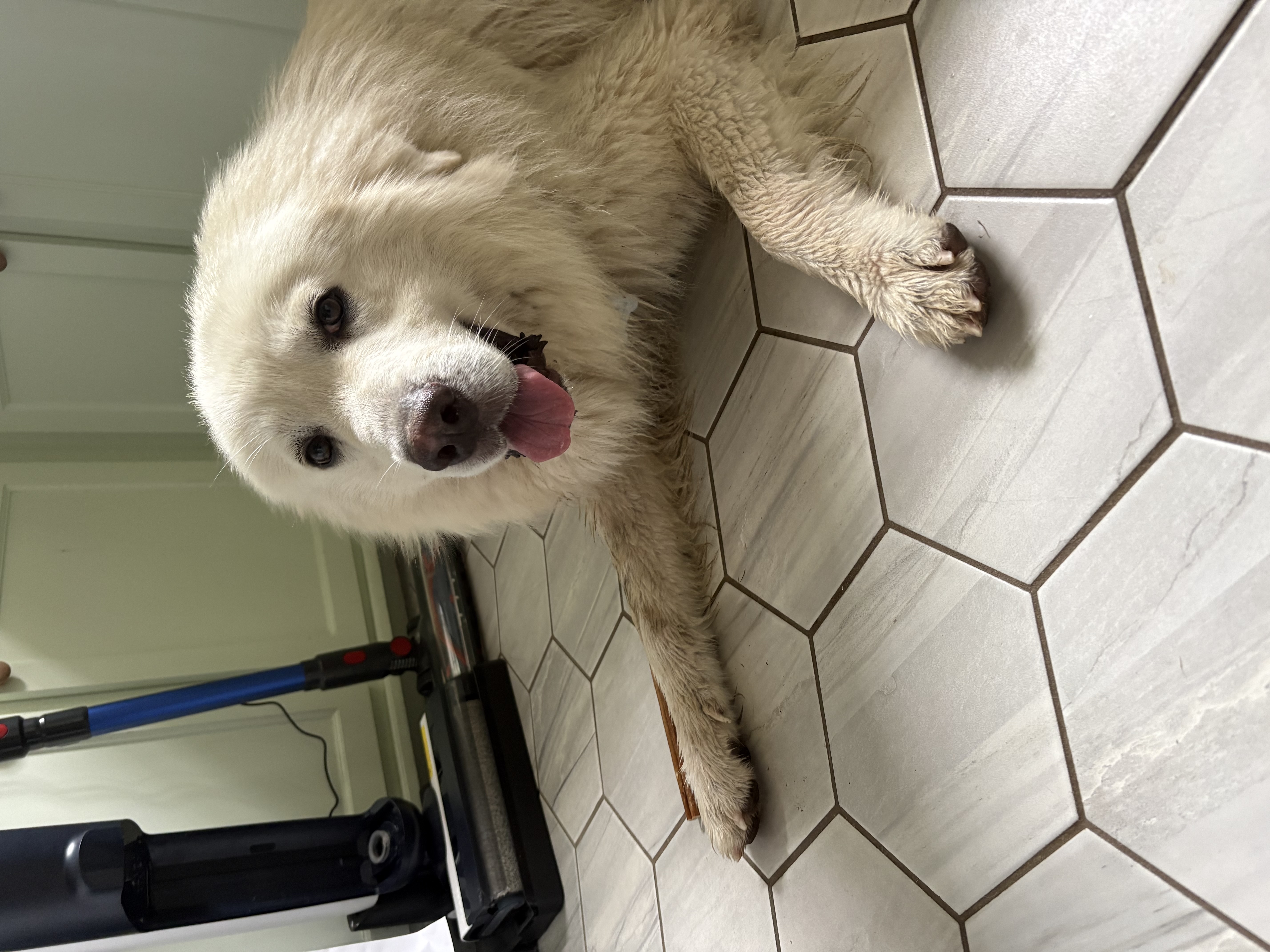 Buddy Boy