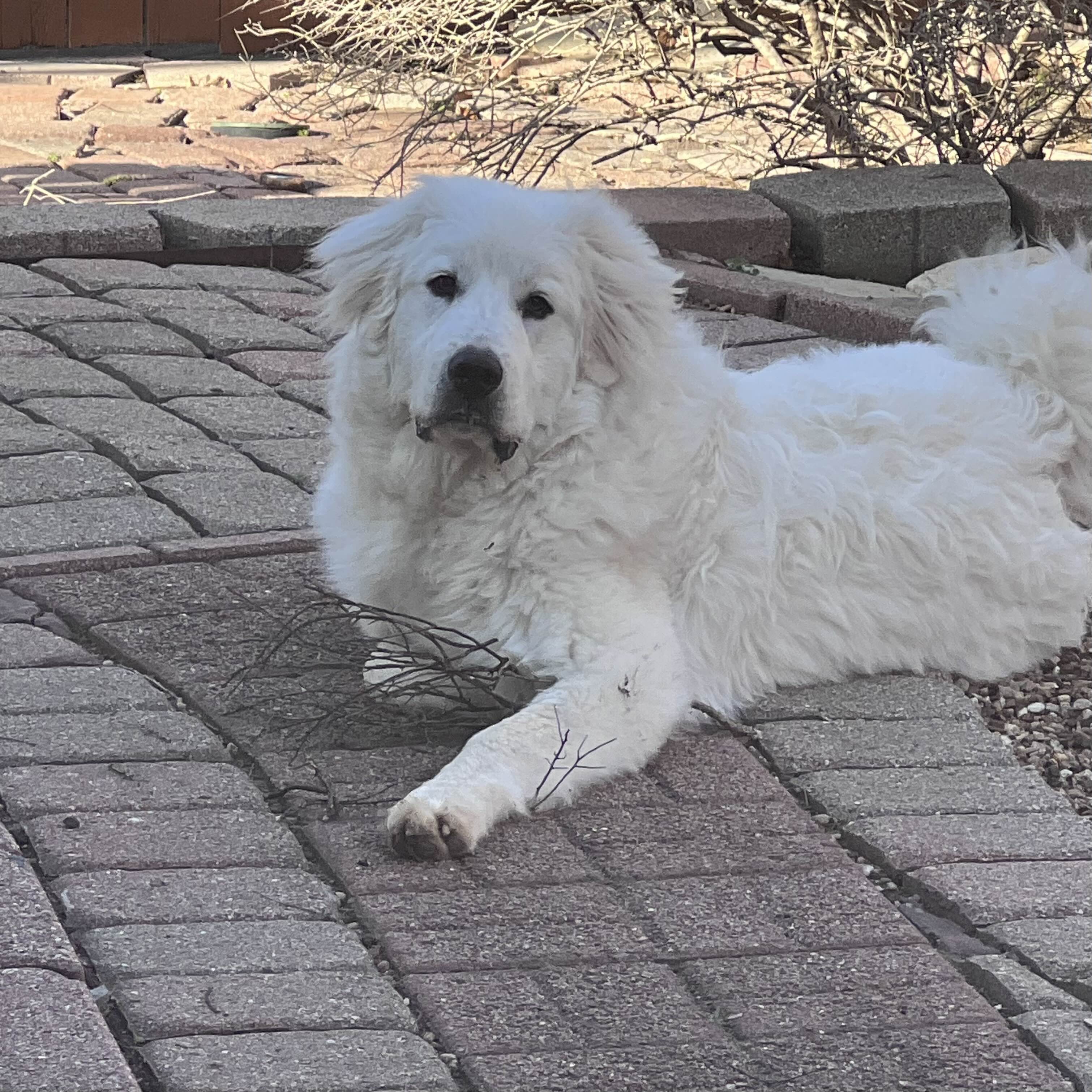 Koa FKA Stuart of the Big Bang Theory Litter