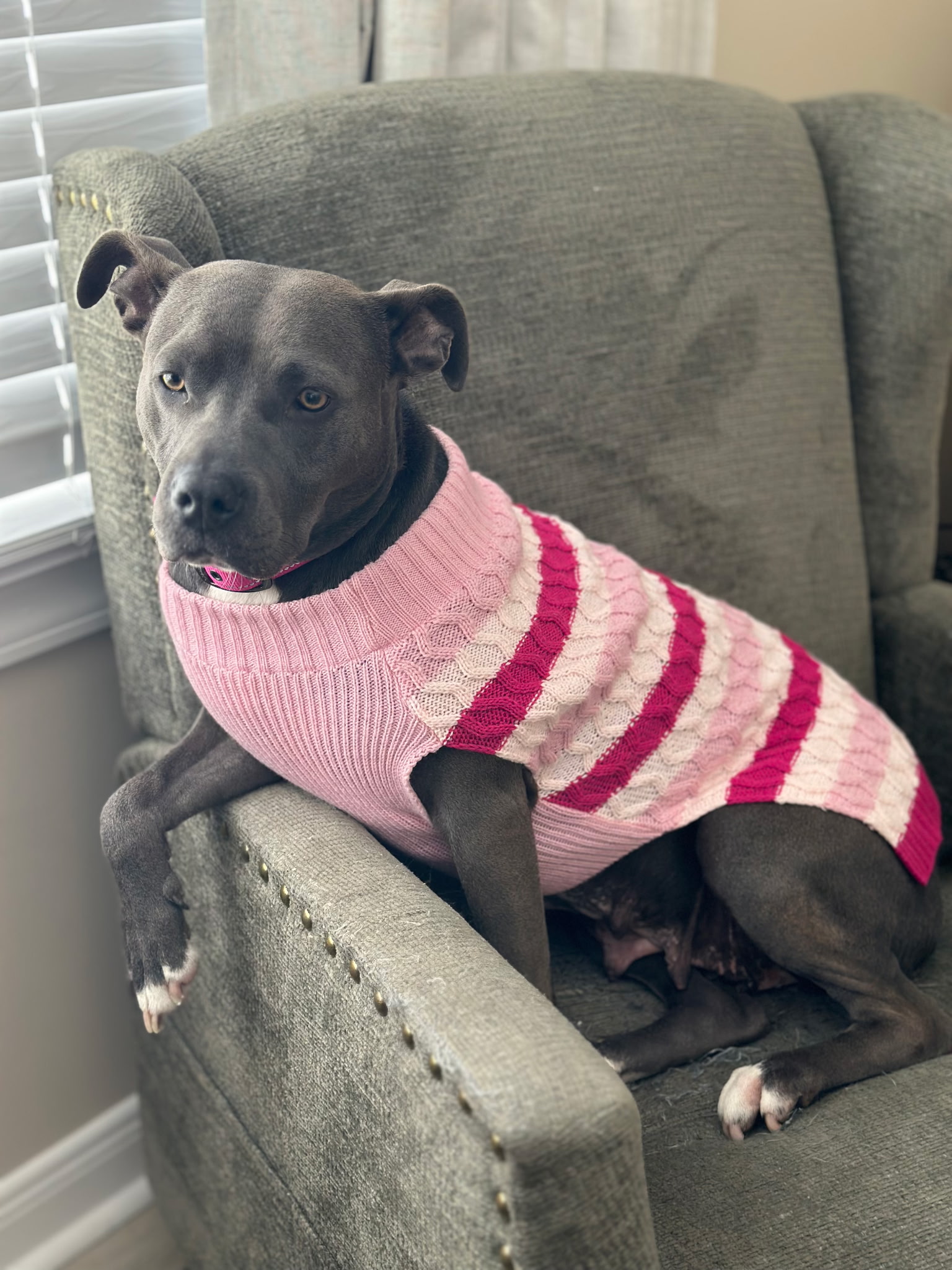 AMERICAN PIT BULL TERRIER, LABRADOR RETRIEVER