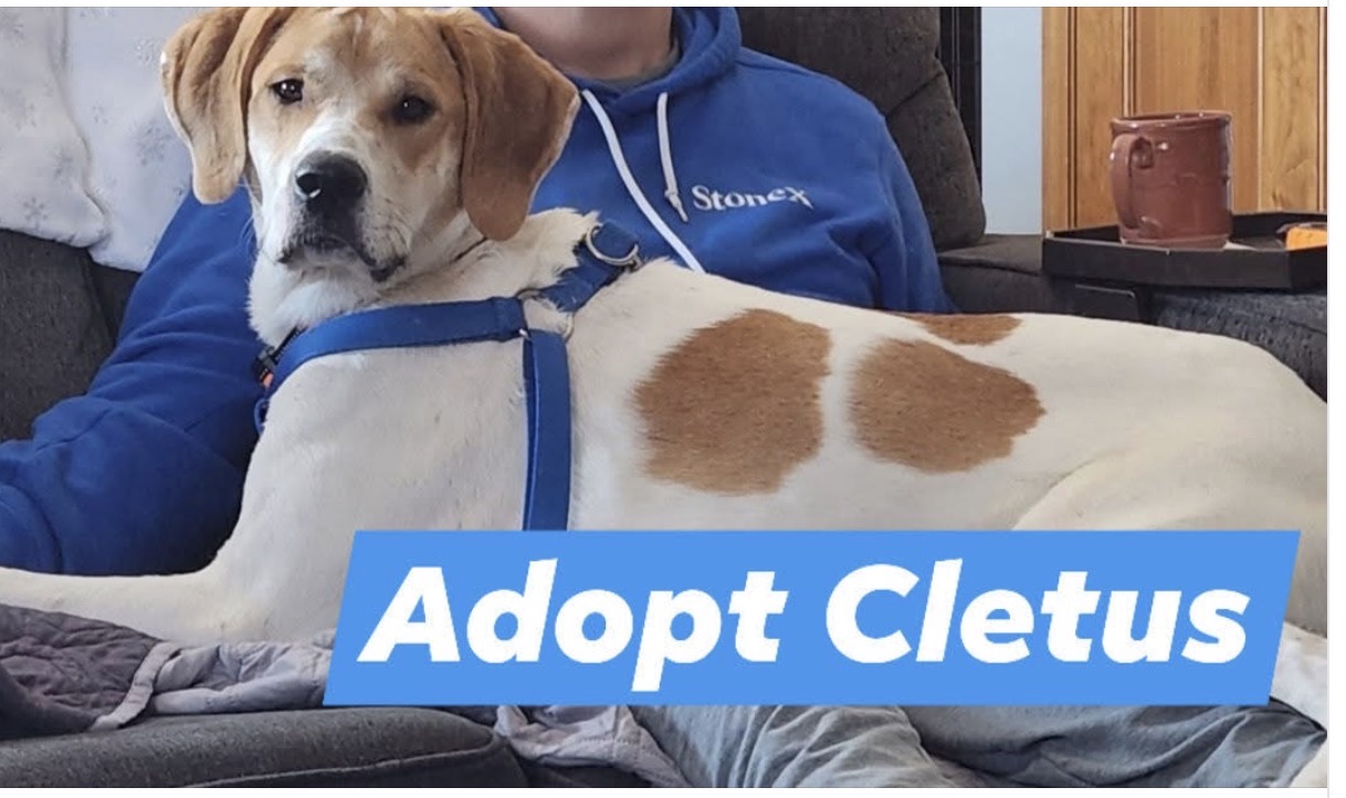 AMERICAN FOXHOUND, TREEING WALKER COONHOUND