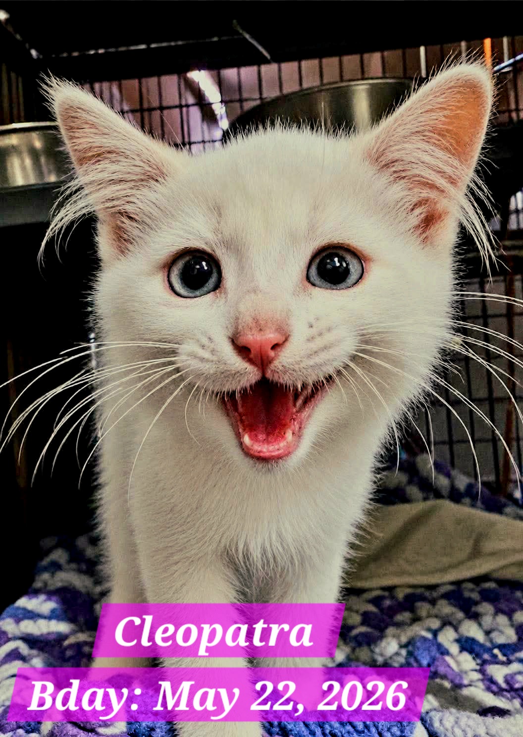 CleopatBRO FKA Cleopatra