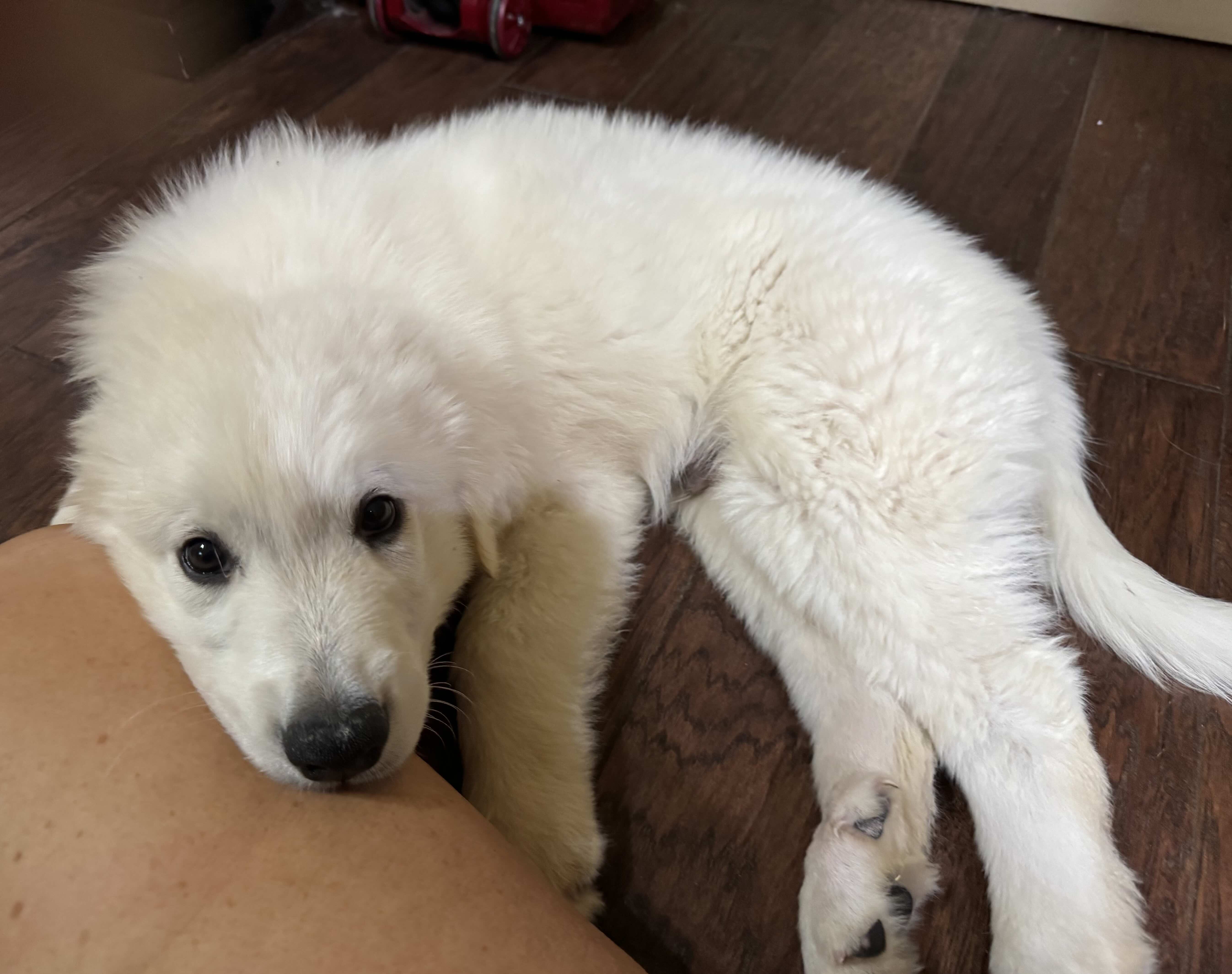 Casper Cuddles
